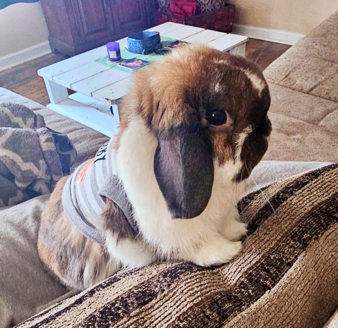Enlarge Humphrey, a Adopted Holland Lop in Bishopville, SC image 2/5