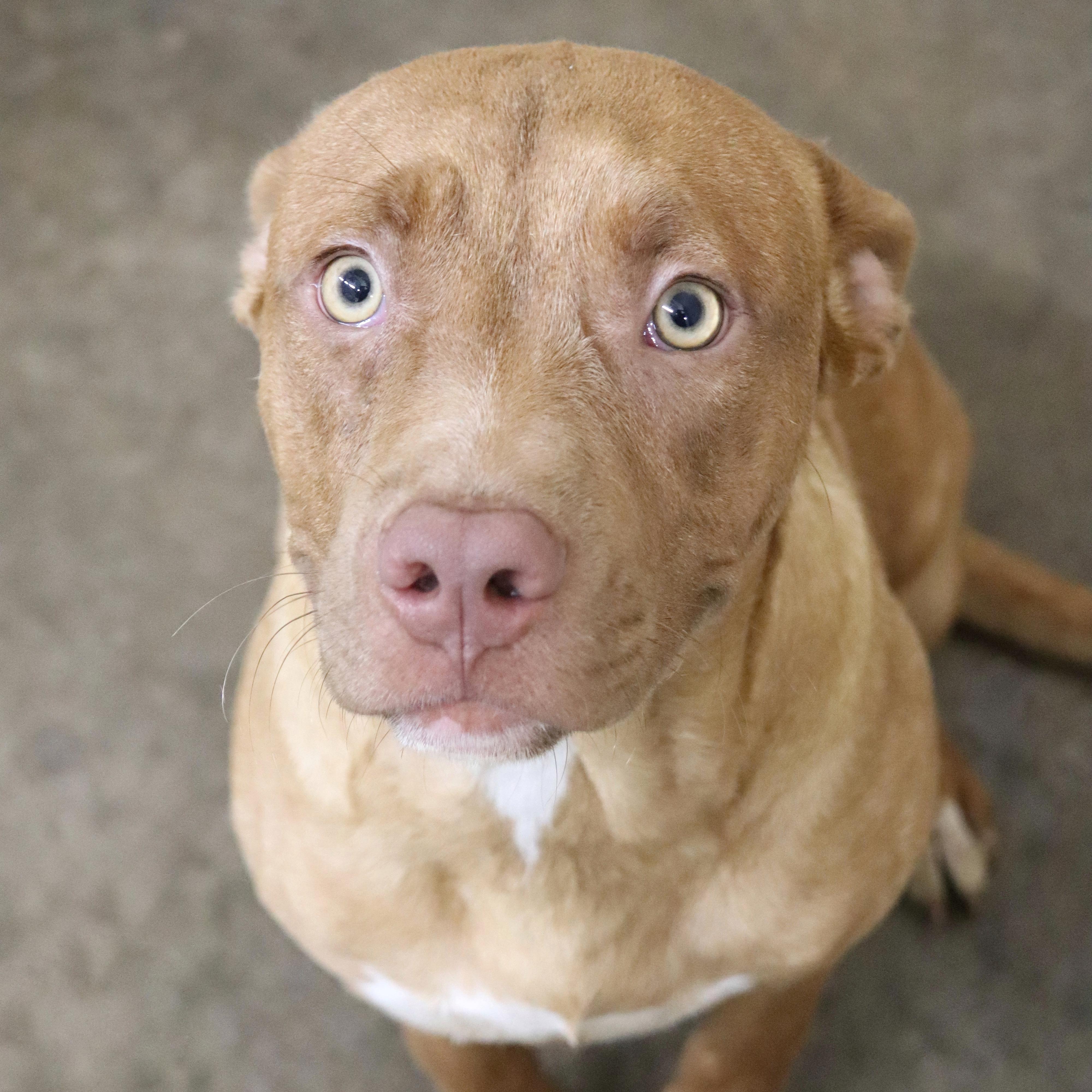 Jax #10356, Adult Male Pit Bull Terrier