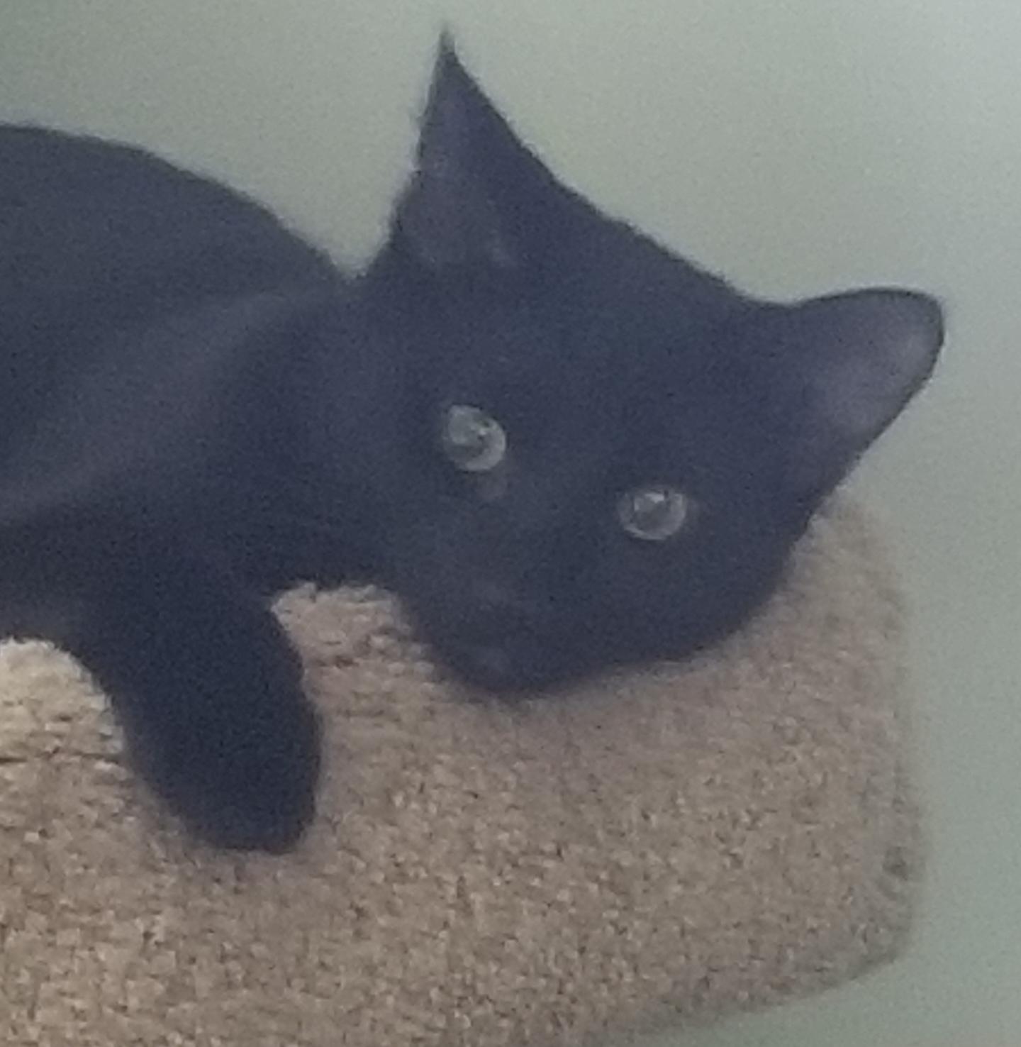 COLE, ADOPTABLE, Kitten Male Domestic Short Hair.