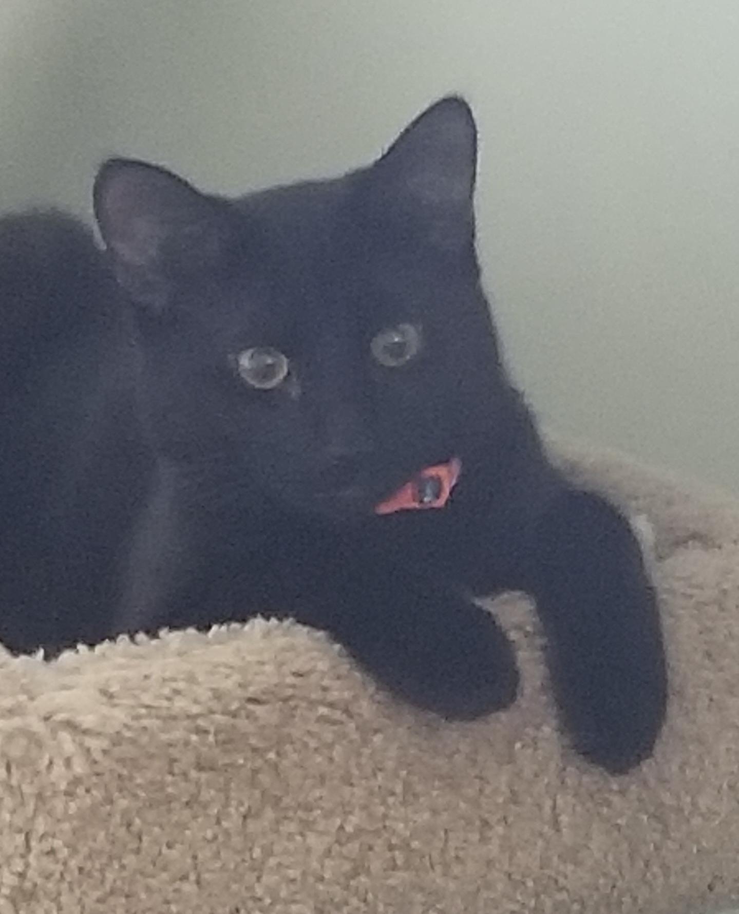 Enlarge COLE, a ADOPTABLE Domestic Short Hair in Churchville, PA image 2/4