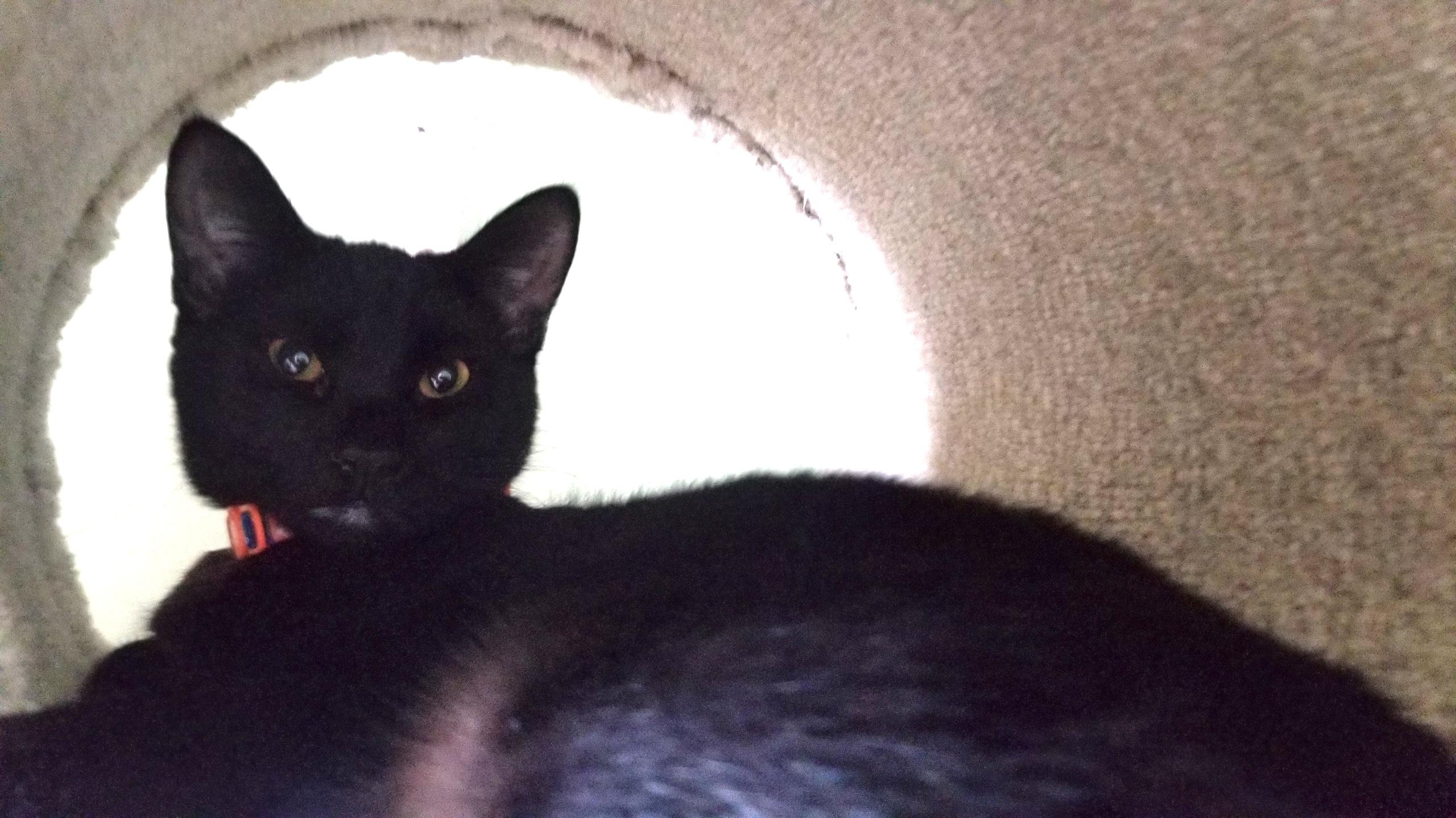 Enlarge COLE, a ADOPTABLE Domestic Short Hair in Churchville, PA image 3/4