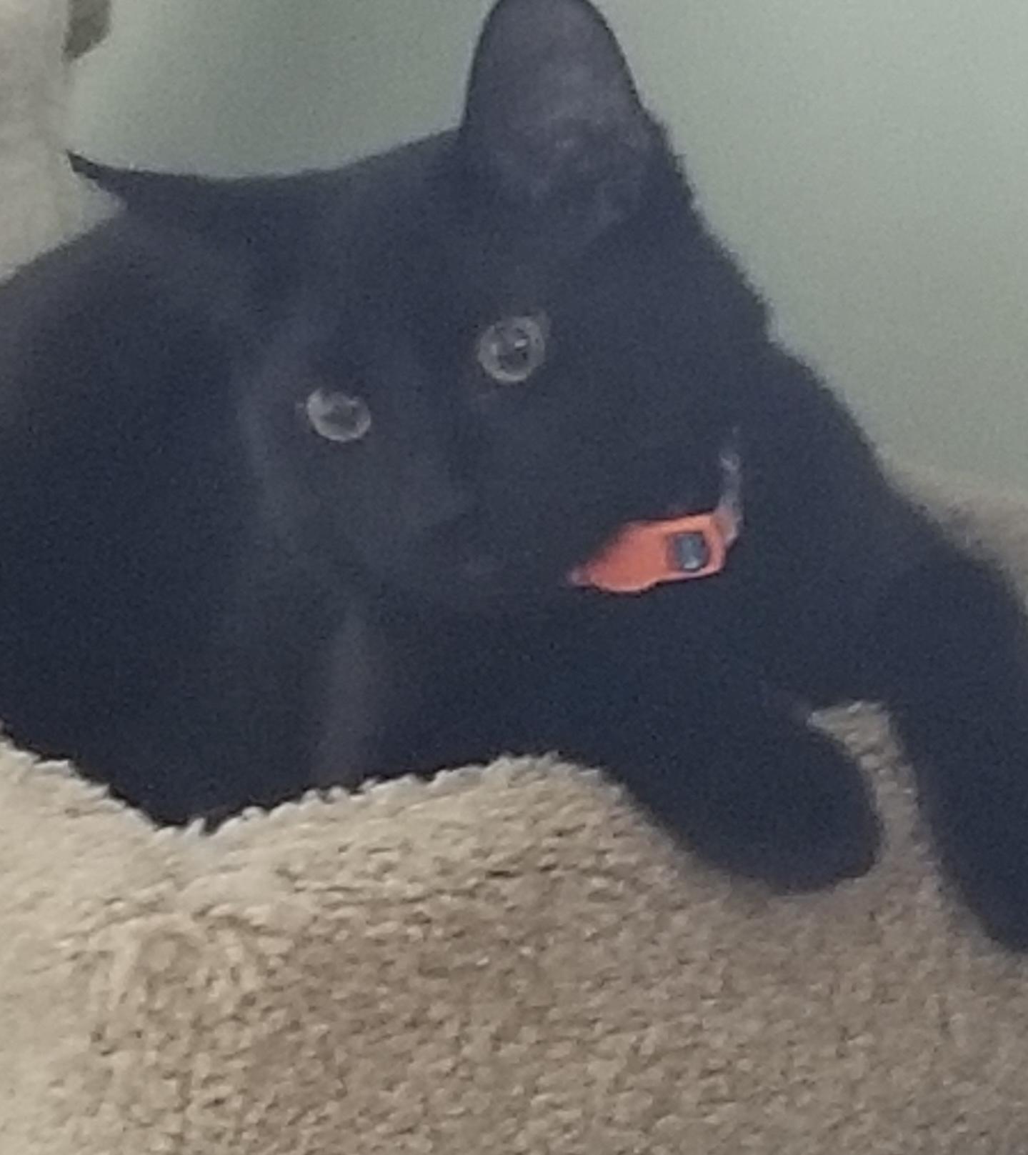 Enlarge COLE, a ADOPTABLE Domestic Short Hair in Churchville, PA image 4/4