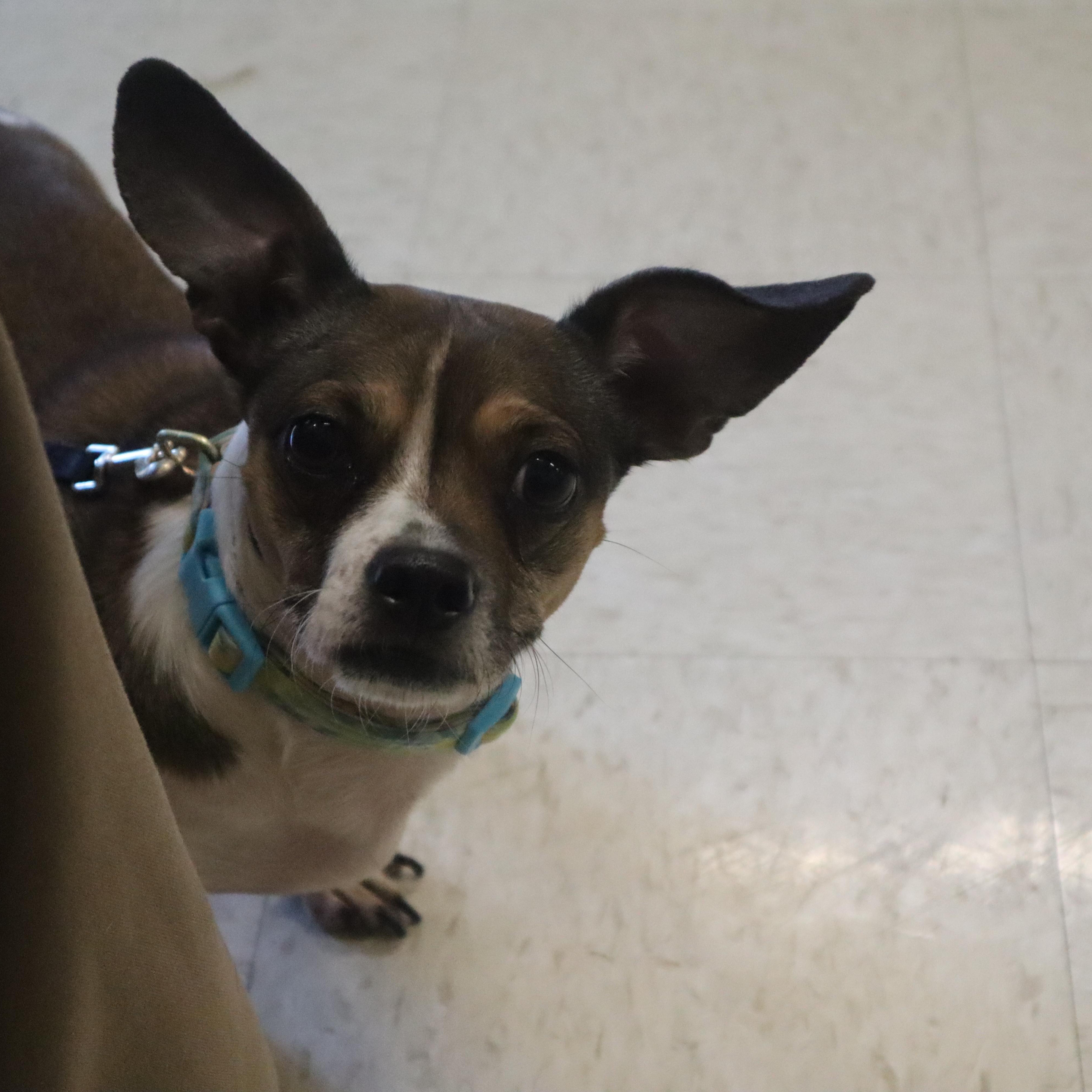 Misty, ADOPTABLE, Adult Female Chihuahua & Dachshund.