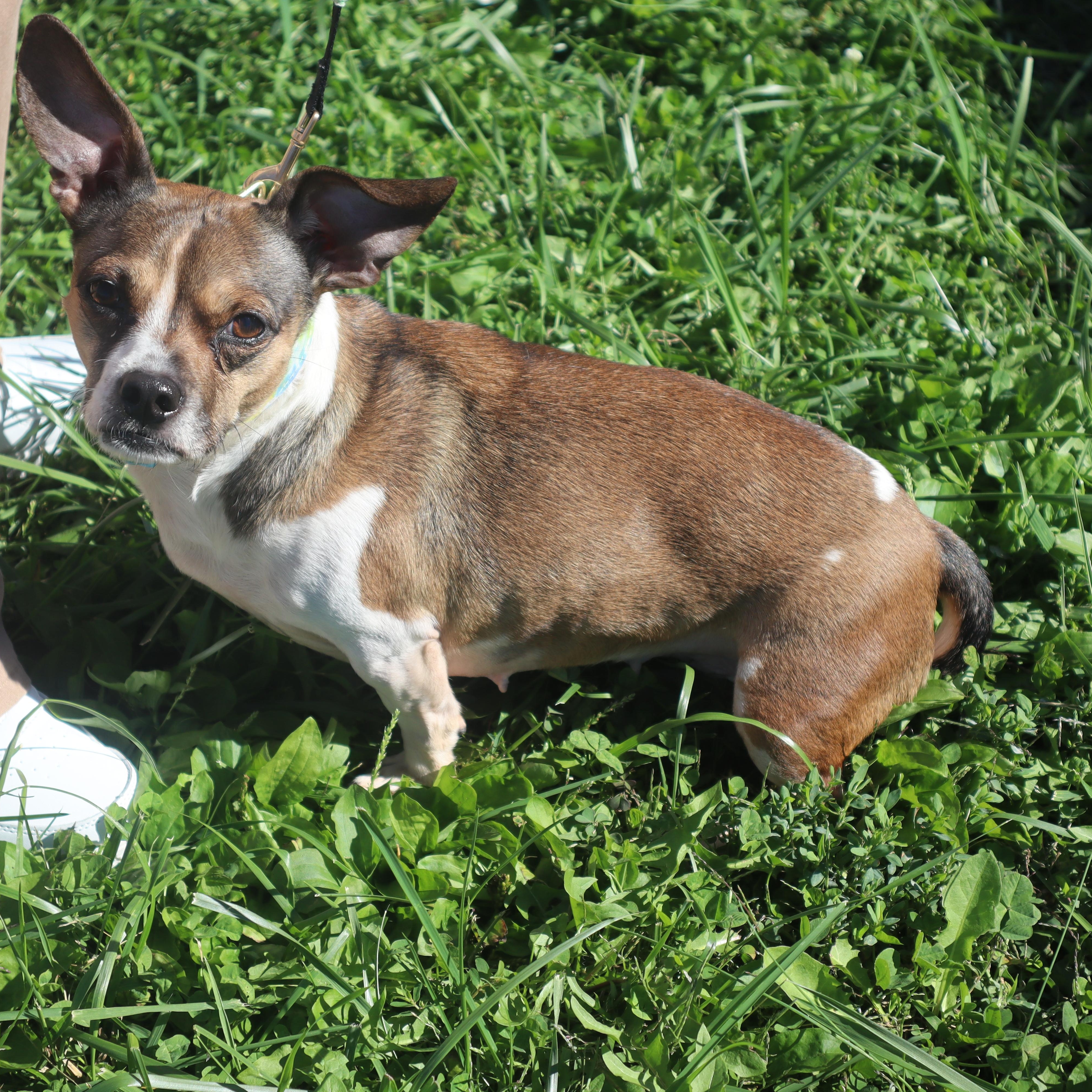 Misty, a ADOPTABLE mixed breed in Goshen, KY image 2/3
