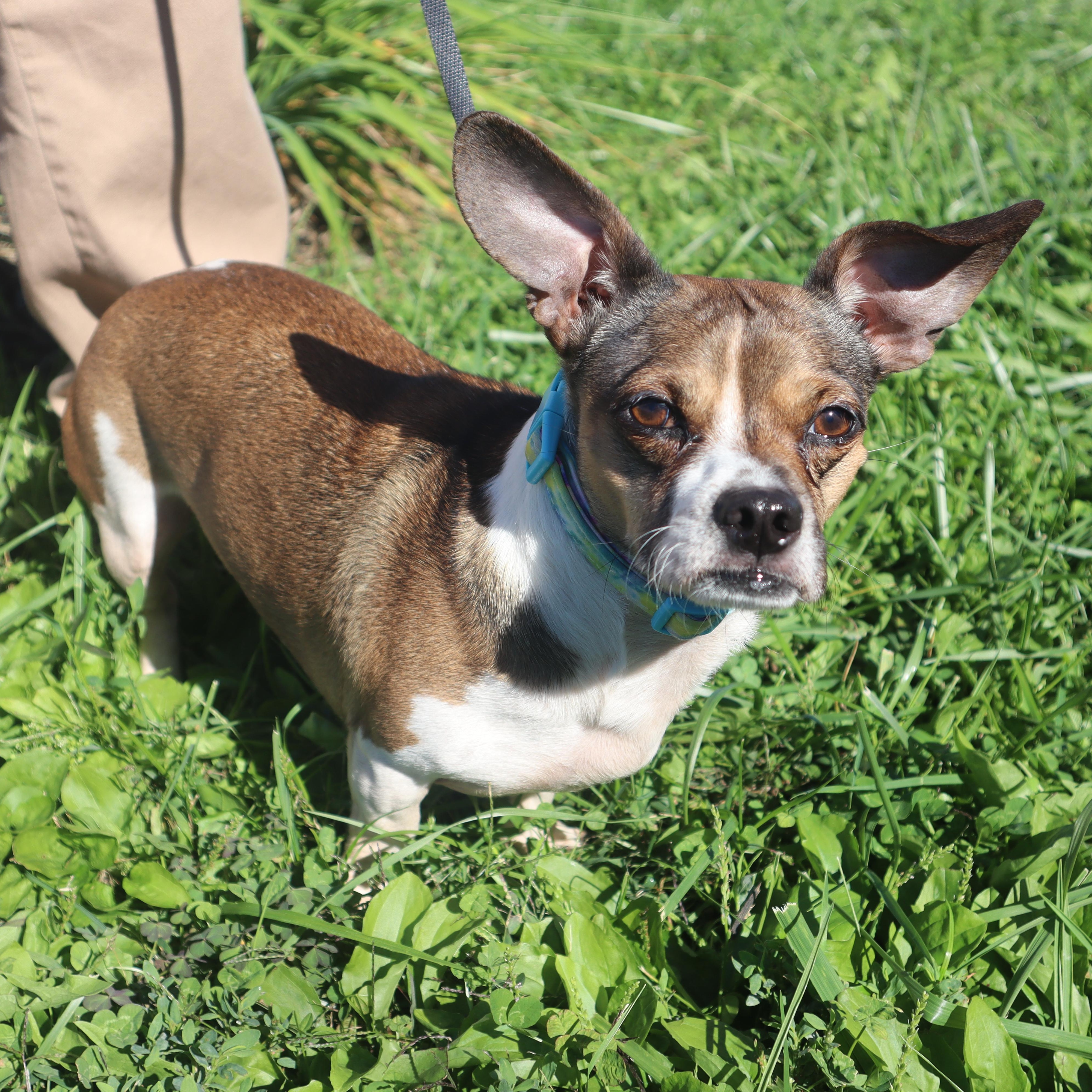 Misty, a ADOPTABLE mixed breed in Goshen, KY image 3/3
