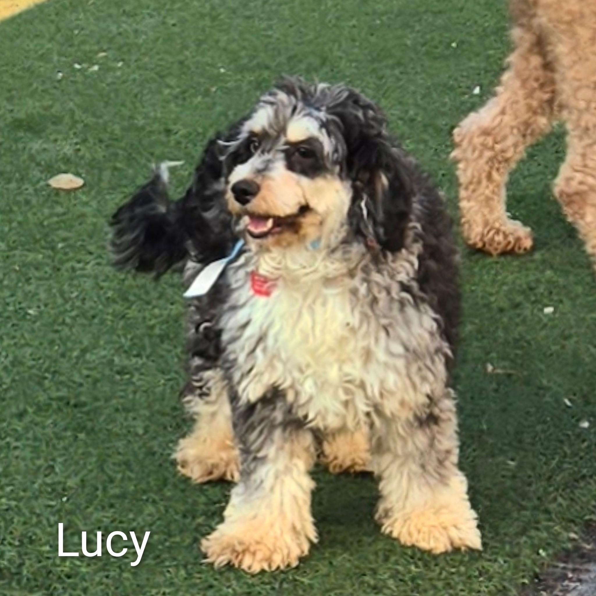 Enlarge Lucy, a ADOPTABLE Cockapoo in Fredericksburg, VA image 1/6
