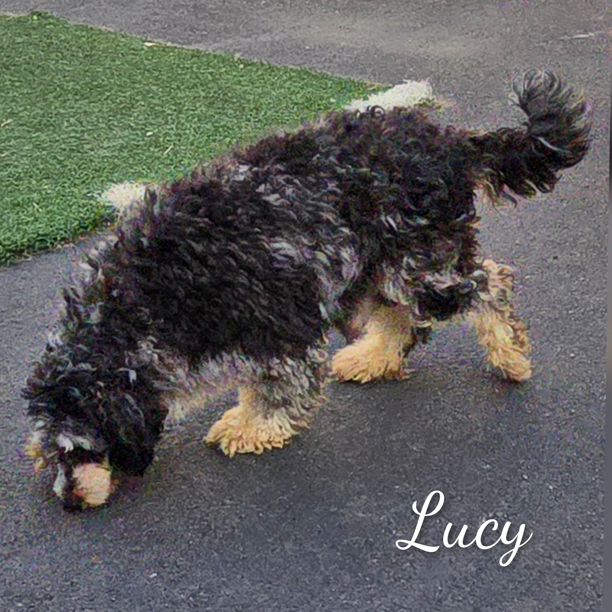 Enlarge Lucy, a ADOPTABLE Cockapoo in Fredericksburg, VA image 4/6