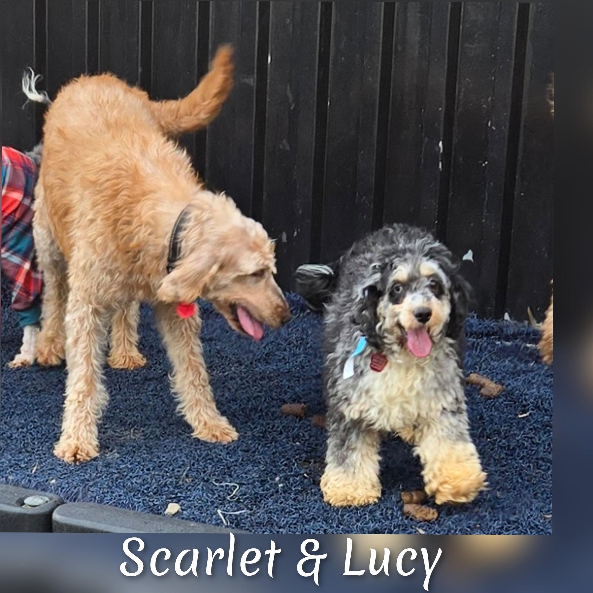 Enlarge Lucy, a ADOPTABLE Cockapoo in Fredericksburg, VA image 2/6