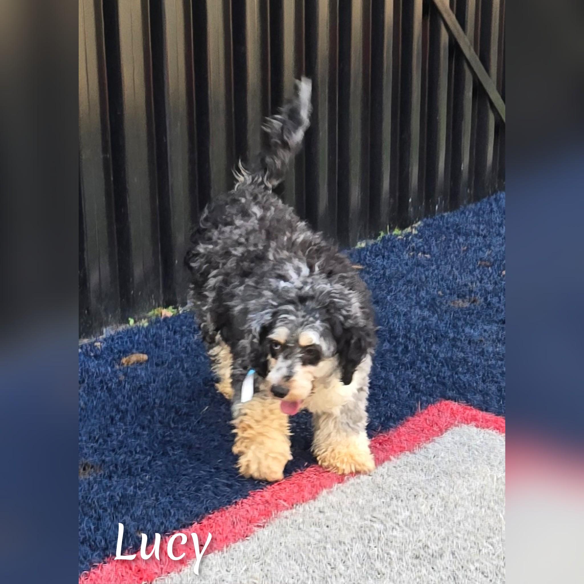 Enlarge Lucy, a ADOPTABLE Cockapoo in Fredericksburg, VA image 3/6