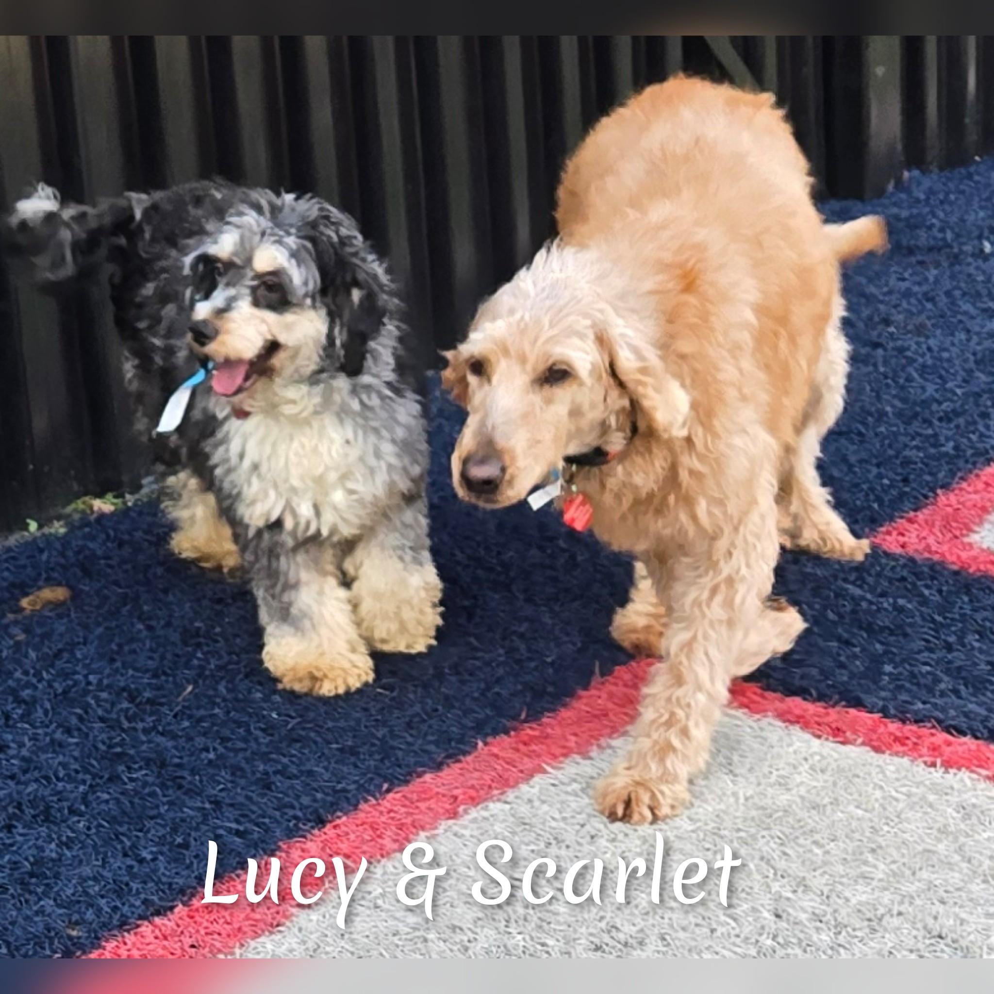 Enlarge Lucy, a ADOPTABLE Cockapoo in Fredericksburg, VA image 5/6