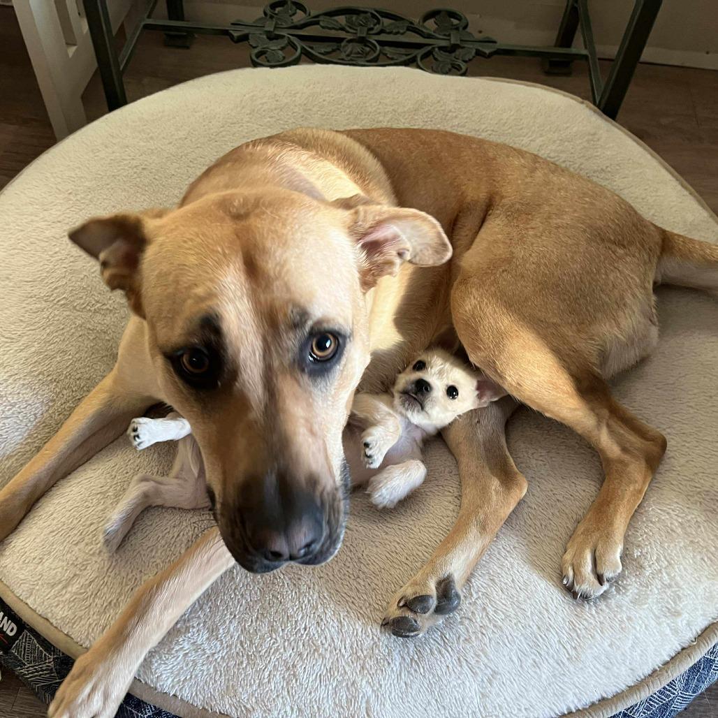 Solar, a Adoptable mixed breed in Calgary, AB image 2/6