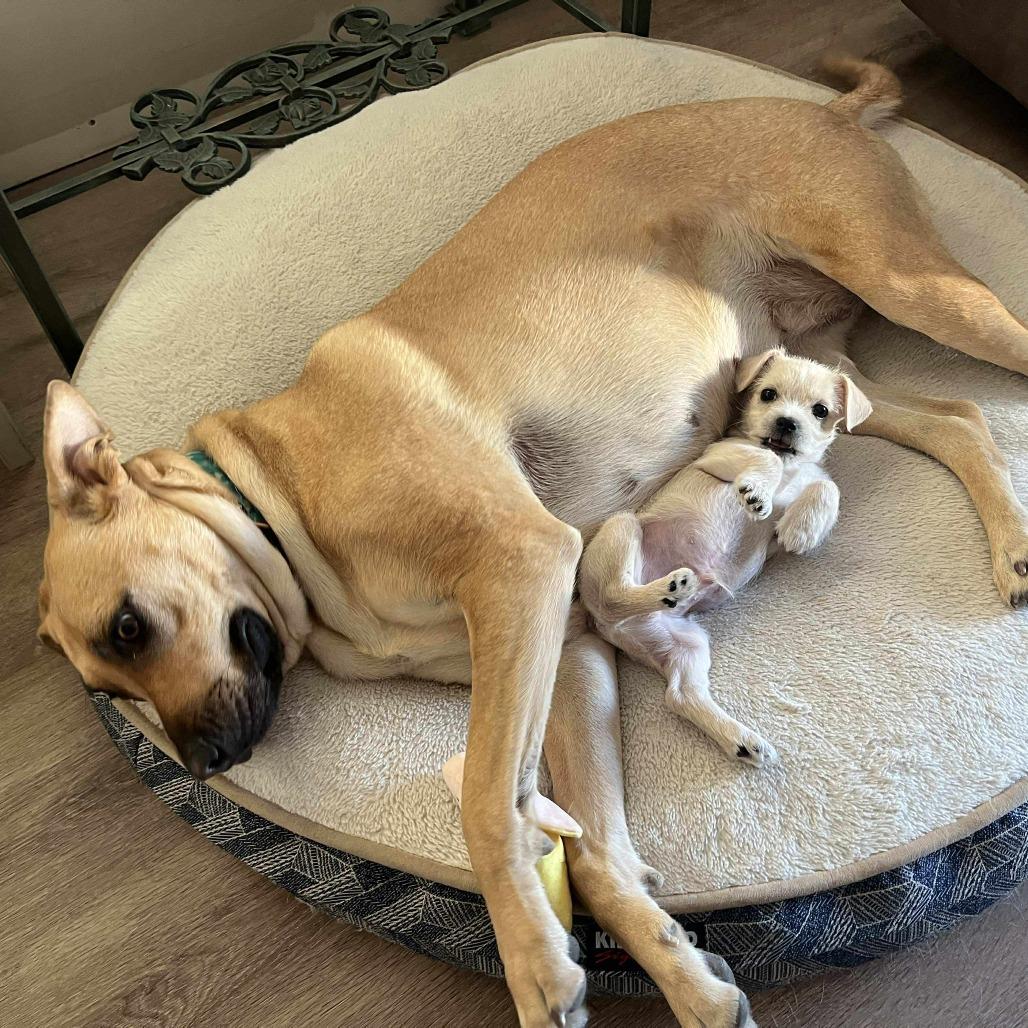 Solar, a Adoptable mixed breed in Calgary, AB image 3/6