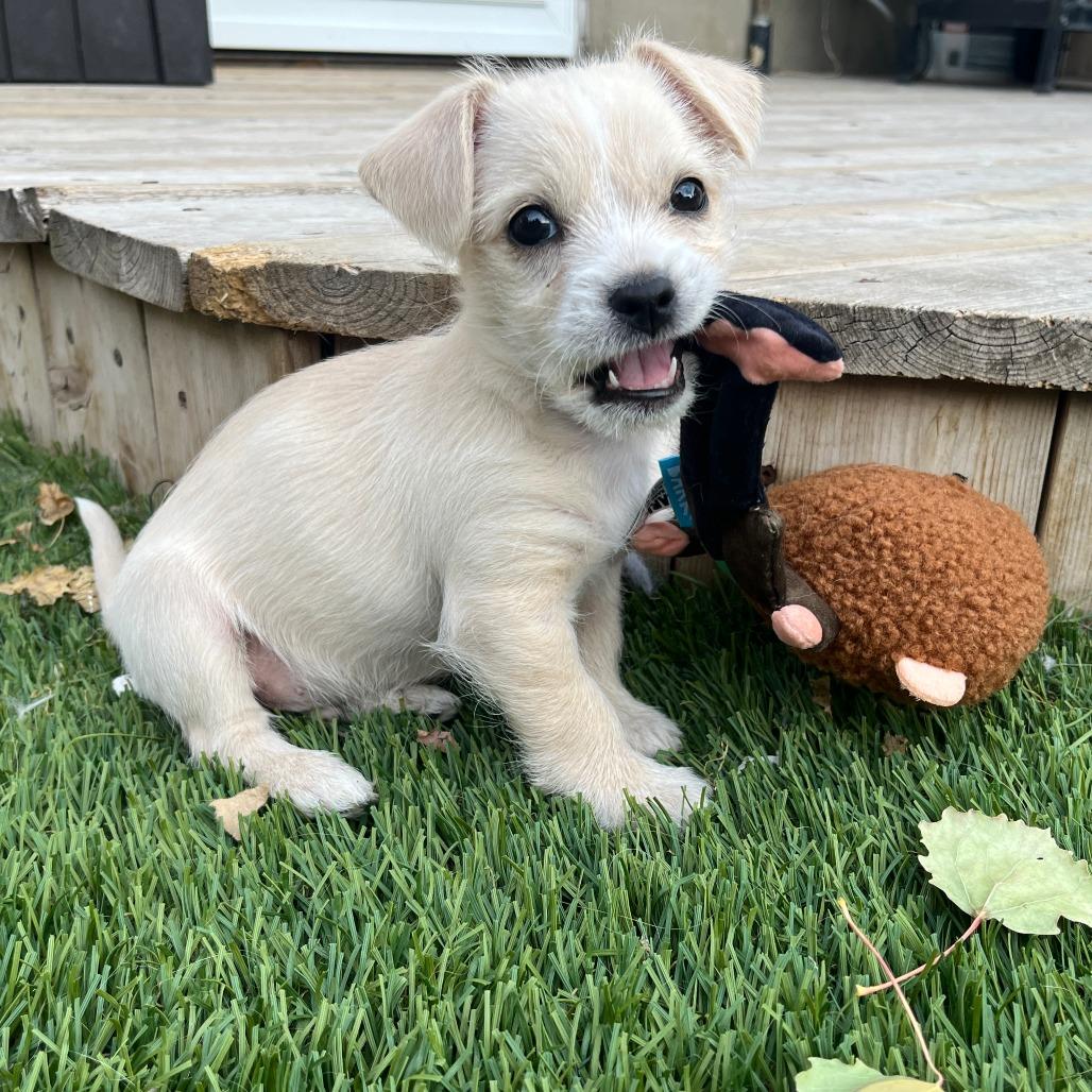 Solar, a Adoptable mixed breed in Calgary, AB image 4/6