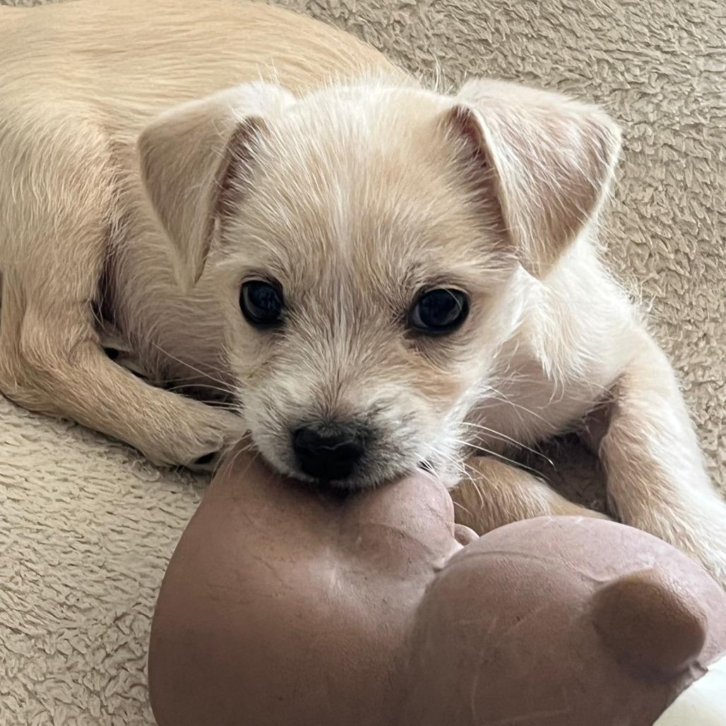 Solar, a Adoptable mixed breed in Calgary, AB image 5/6