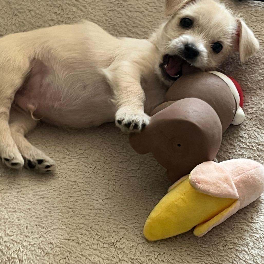 Solar, a Adoptable mixed breed in Calgary, AB image 6/6