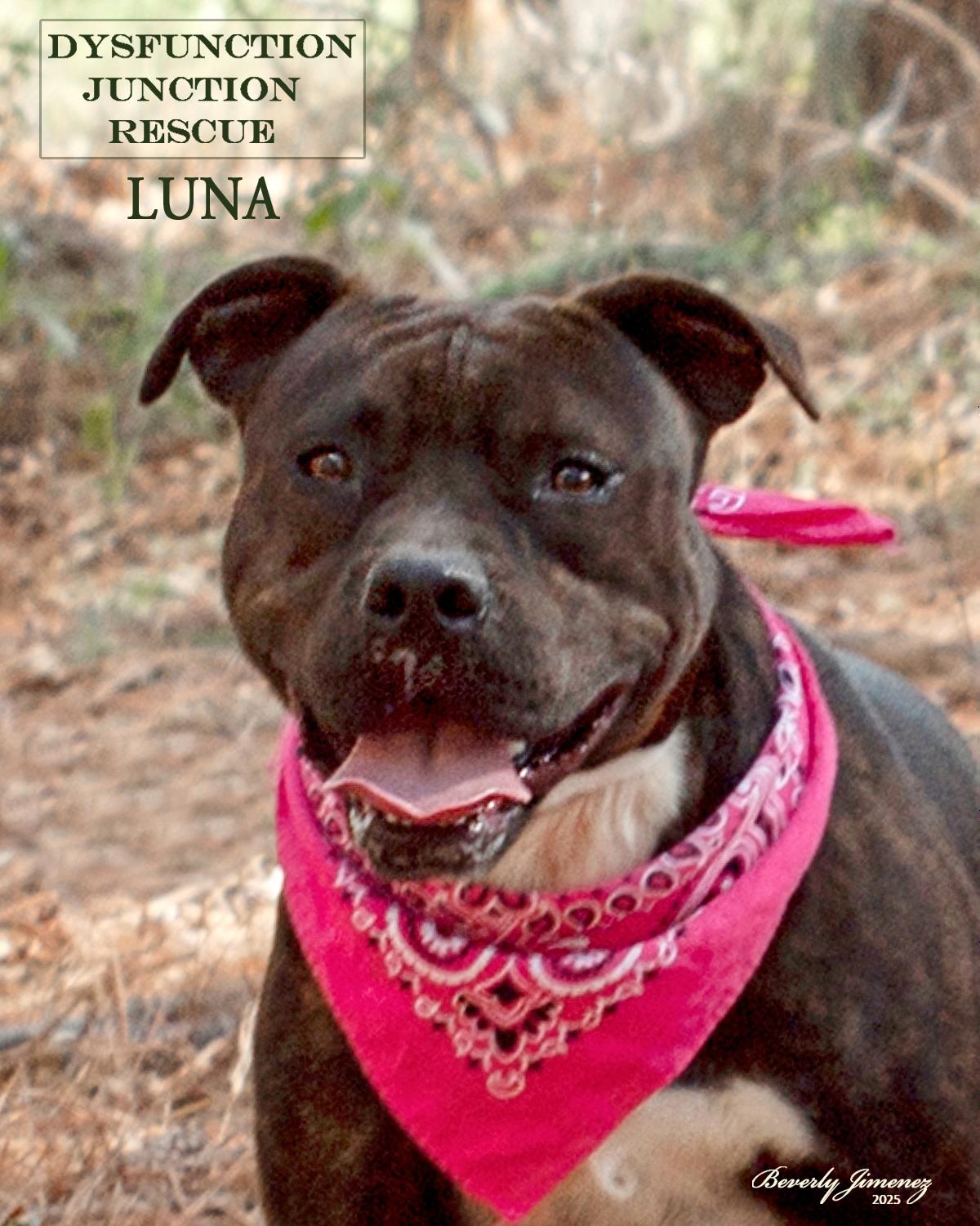 Enlarge Luna, a Adopted mixed breed in Jeffersonville, GA image 1/2