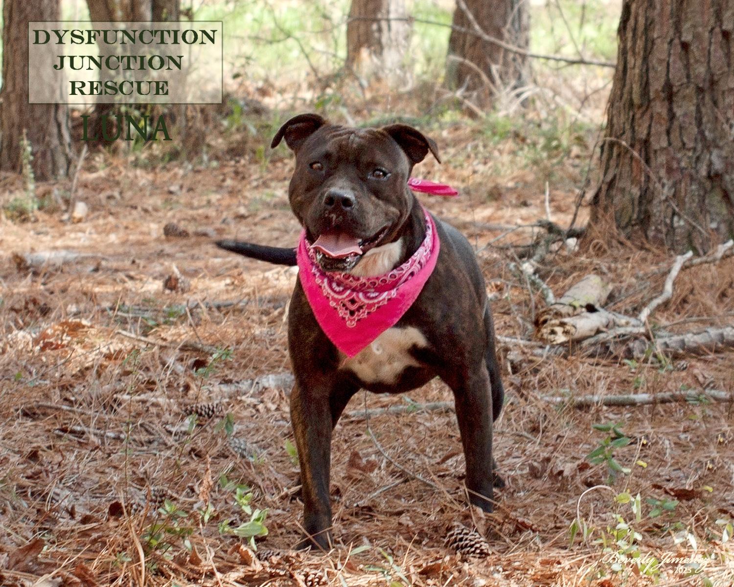 Enlarge Luna, a Adopted mixed breed in Jeffersonville, GA image 2/2