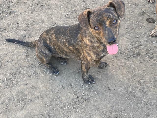 Enlarge Puddles, a Adoptable mixed breed in Madras, OR image 1/1