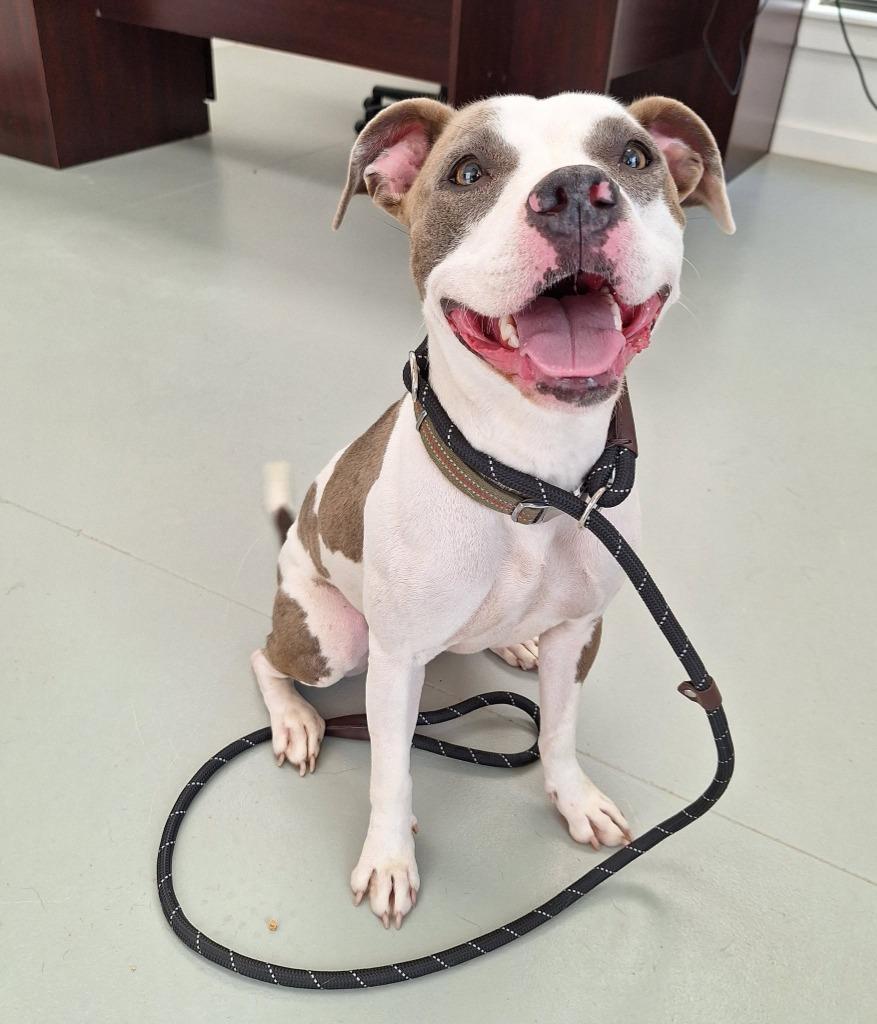 Jade, Adopted, Young Female Pit Bull Terrier.