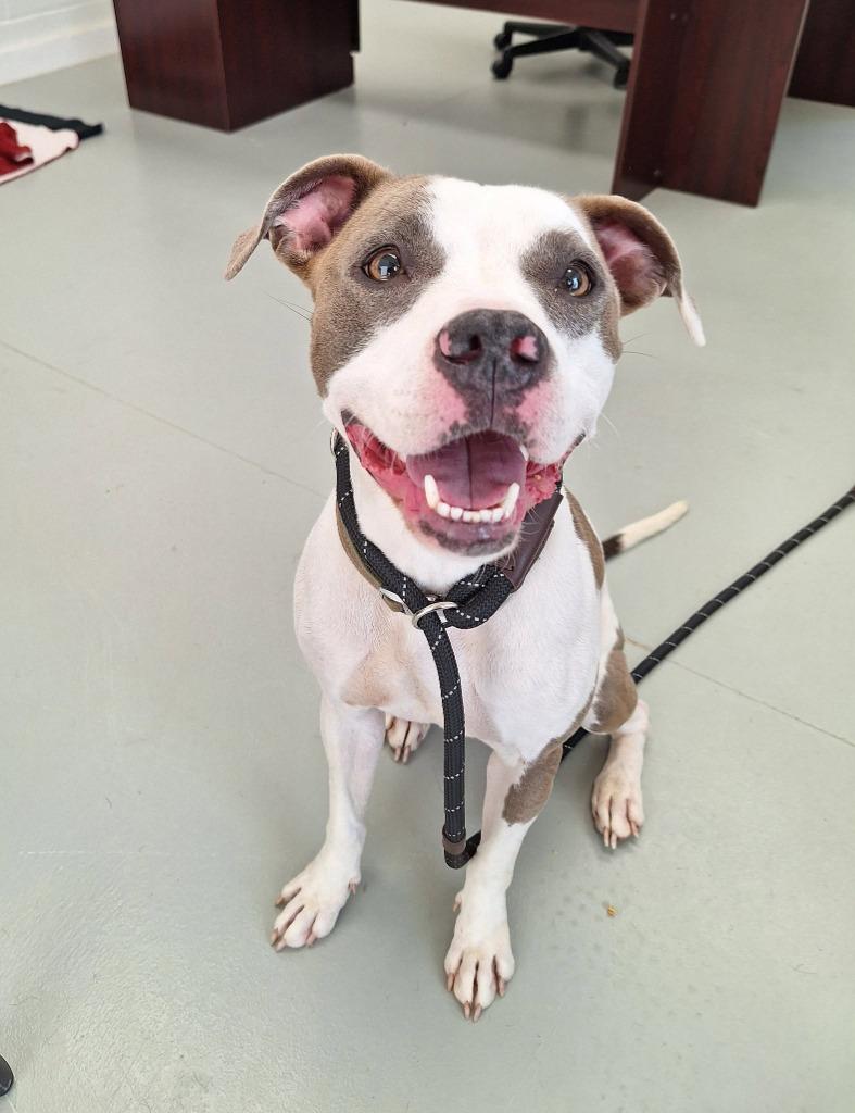 Enlarge Jade, a Adopted Pit Bull Terrier in Noble, OK image 2/3