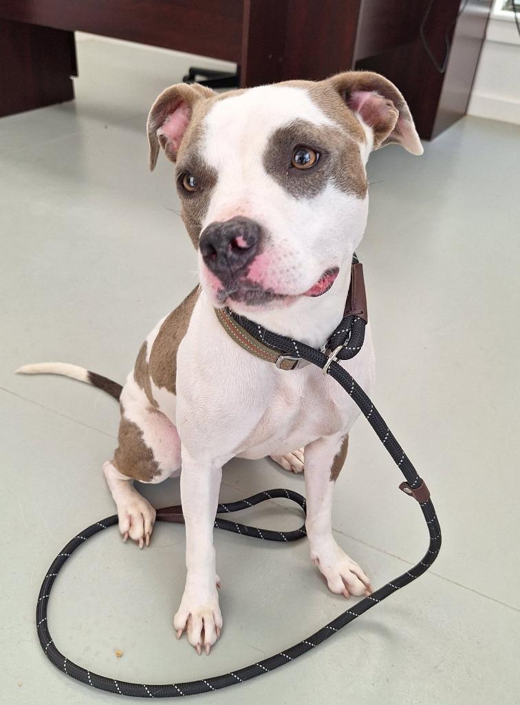 Enlarge Jade, a Adopted Pit Bull Terrier in Noble, OK image 3/3
