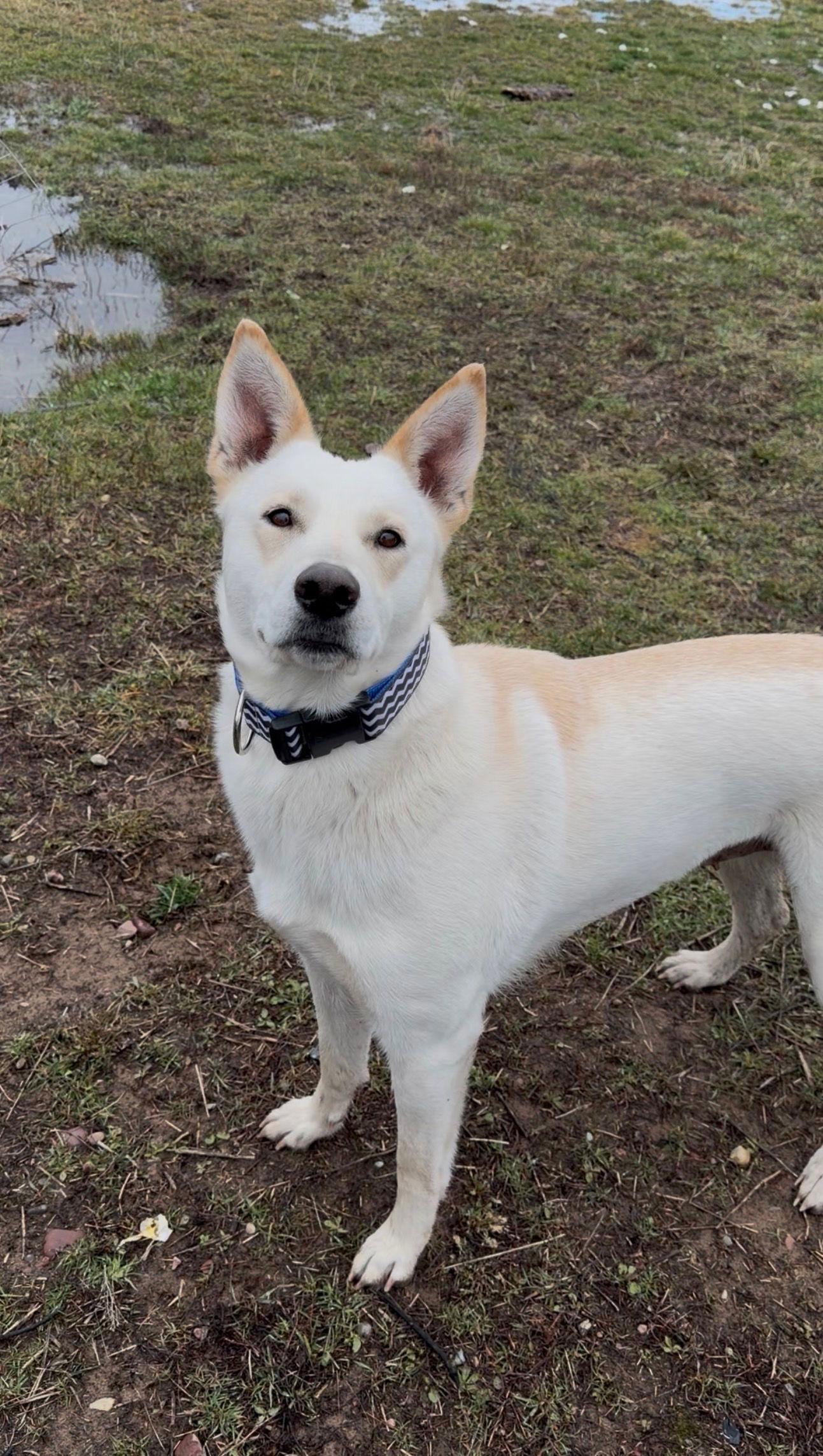 Enlarge Leeann, a Adoptable Shepherd in Polson, MT image 1/2