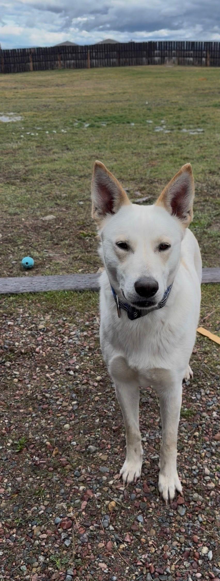 Enlarge Leeann, a Adoptable Shepherd in Polson, MT image 2/2