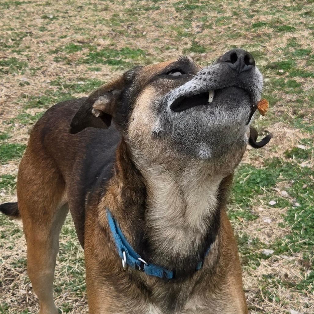 Humfrey, Adoptable, Adult Male Labrador Retriever & Mixed Breed.
