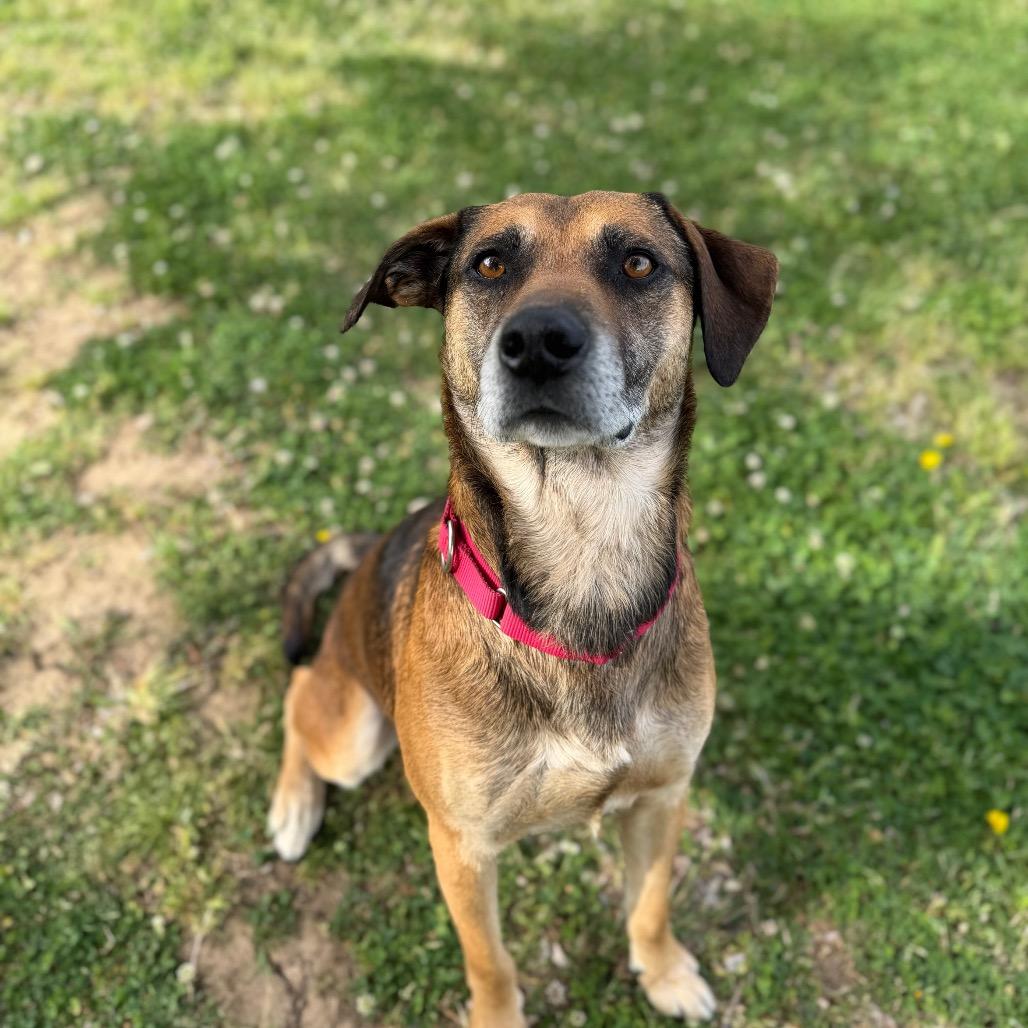 Enlarge Humfrey, a Adoptable mixed breed in Tulsa, OK image 2/6