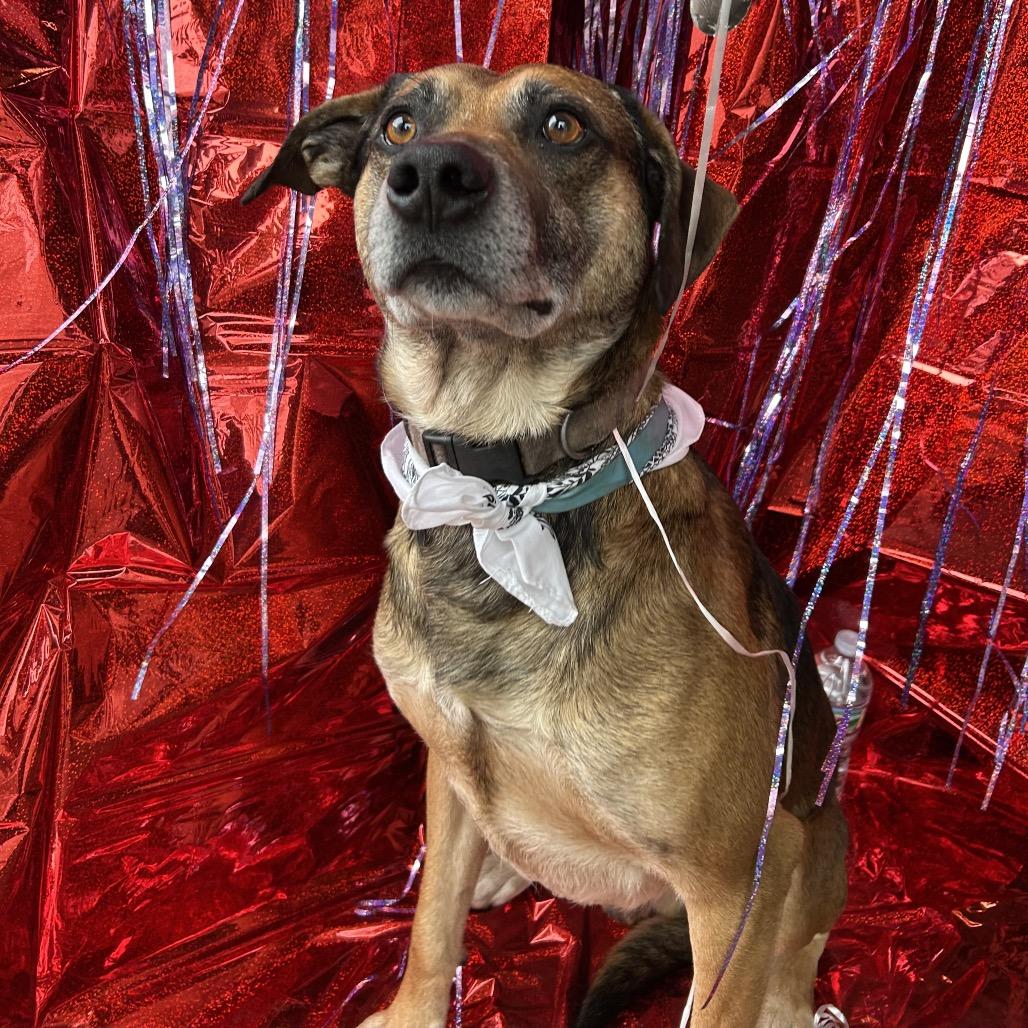 Enlarge Humfrey, a Adoptable mixed breed in Tulsa, OK image 1/6