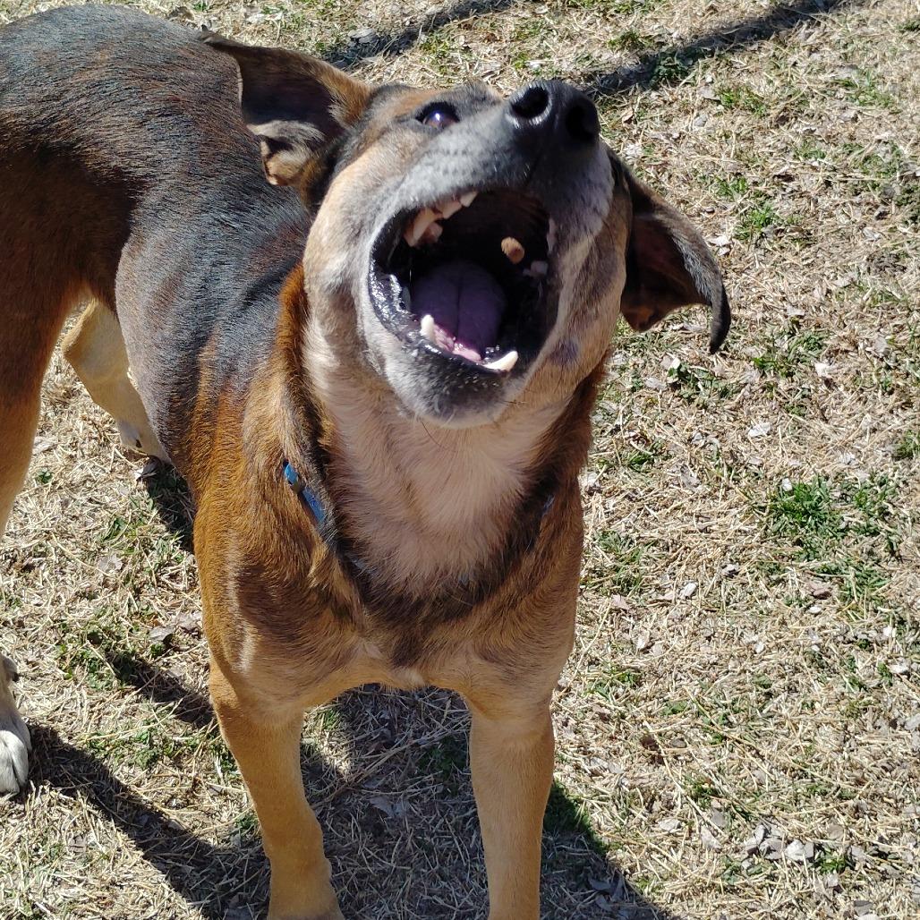 Enlarge Humfrey, a Adoptable mixed breed in Tulsa, OK image 2/6