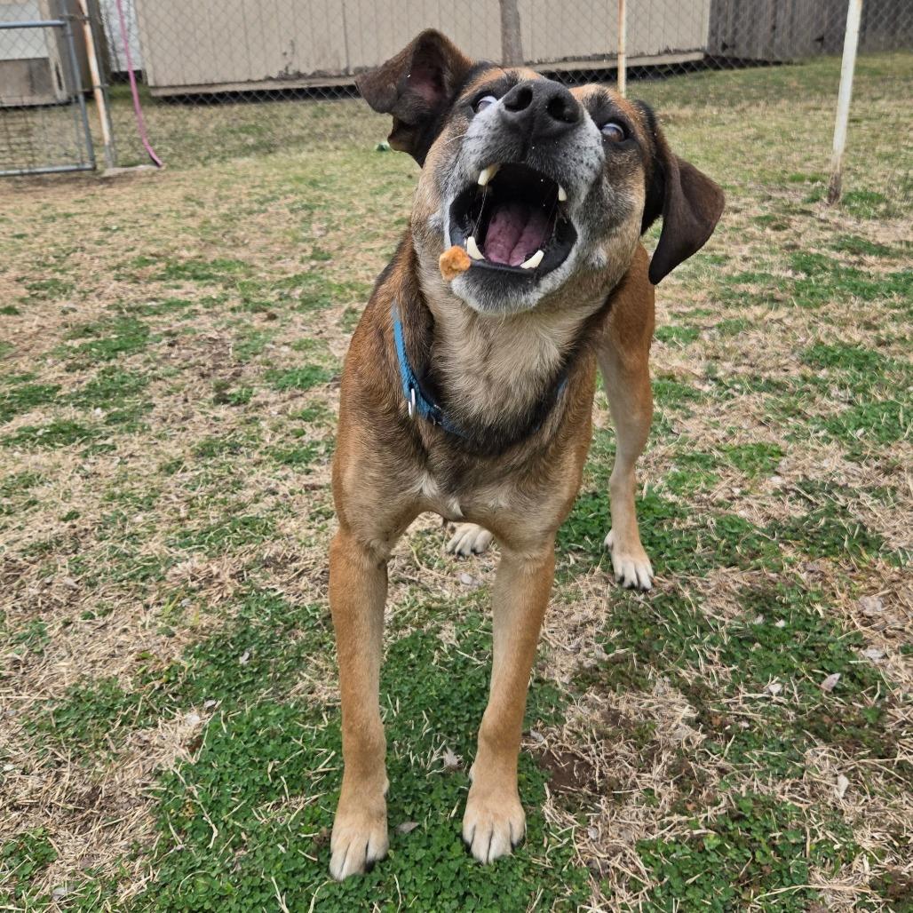Enlarge Humfrey, a Adoptable mixed breed in Tulsa, OK image 2/6
