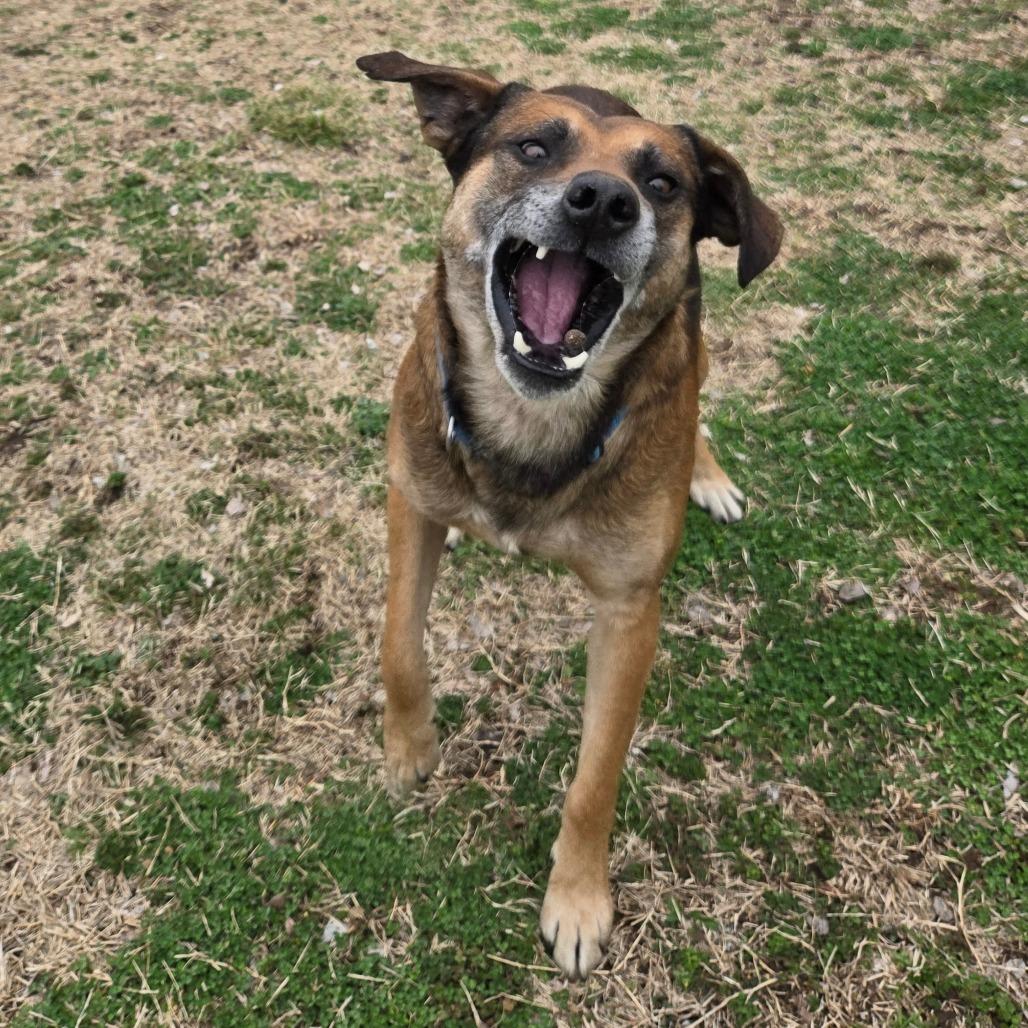Enlarge Humfrey, a Adoptable mixed breed in Tulsa, OK image 3/6