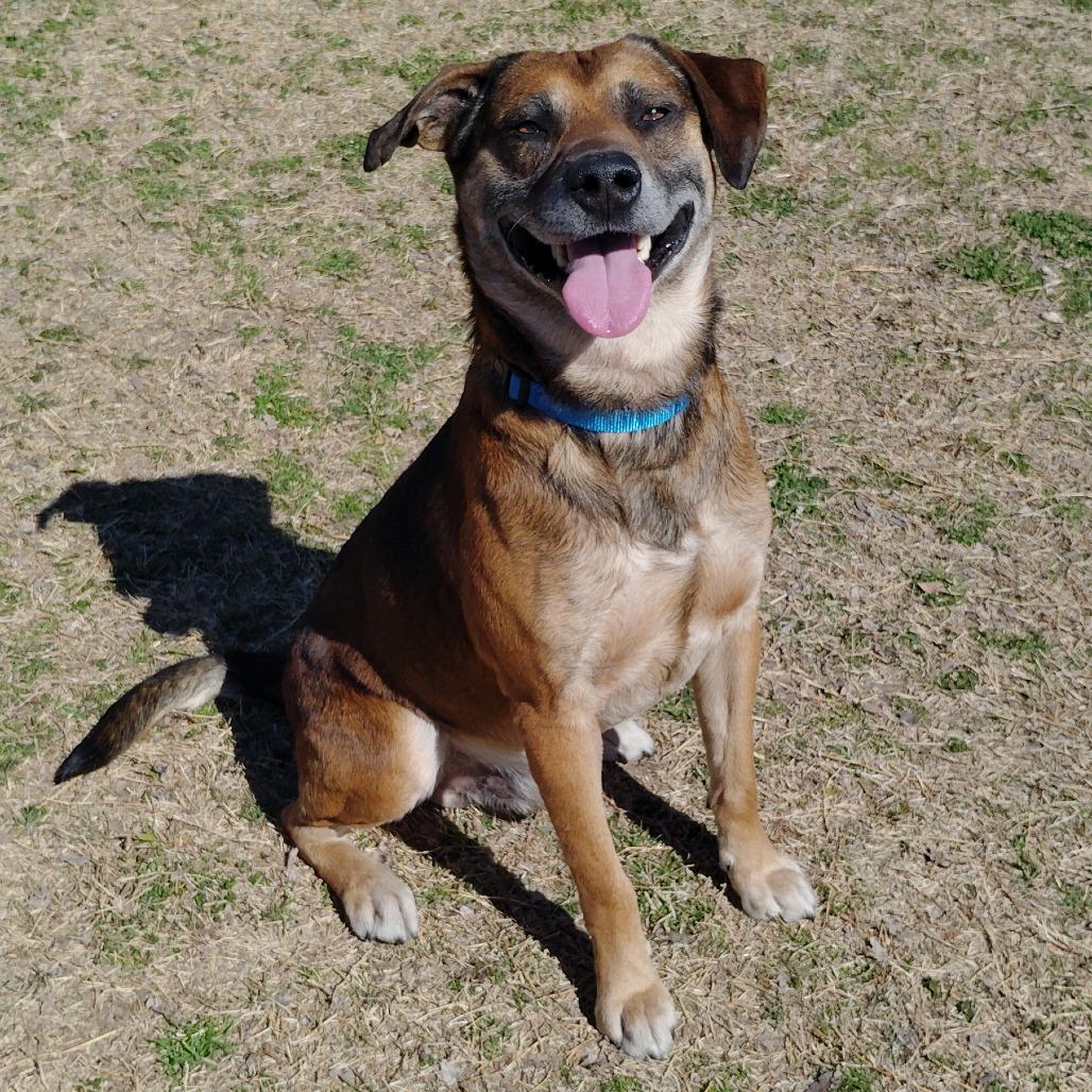 Enlarge Humfrey, a Adoptable mixed breed in Tulsa, OK image 4/6