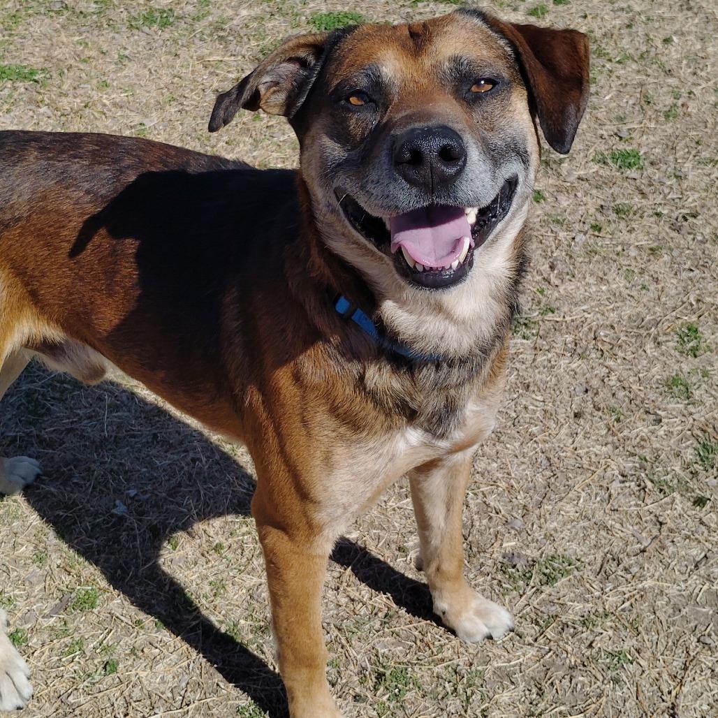 Enlarge Humfrey, a Adoptable mixed breed in Tulsa, OK image 5/6