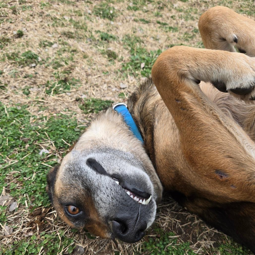 Enlarge Humfrey, a Adoptable mixed breed in Tulsa, OK image 5/6