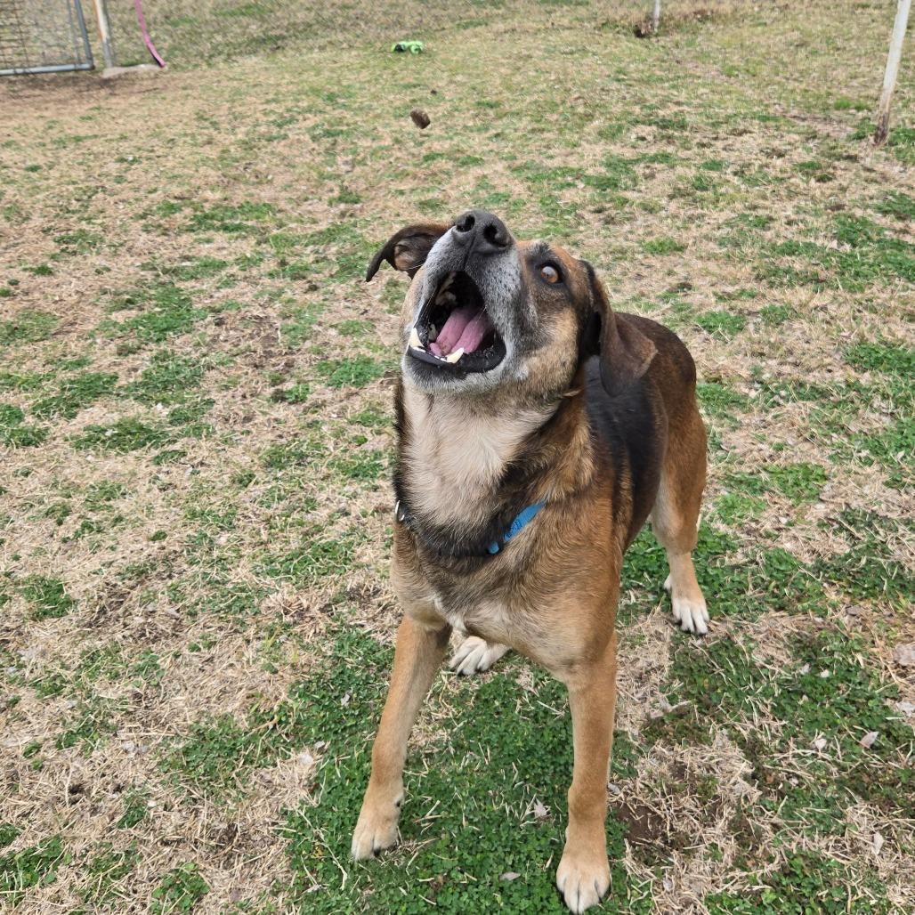 Enlarge Humfrey, a Adoptable mixed breed in Tulsa, OK image 5/6
