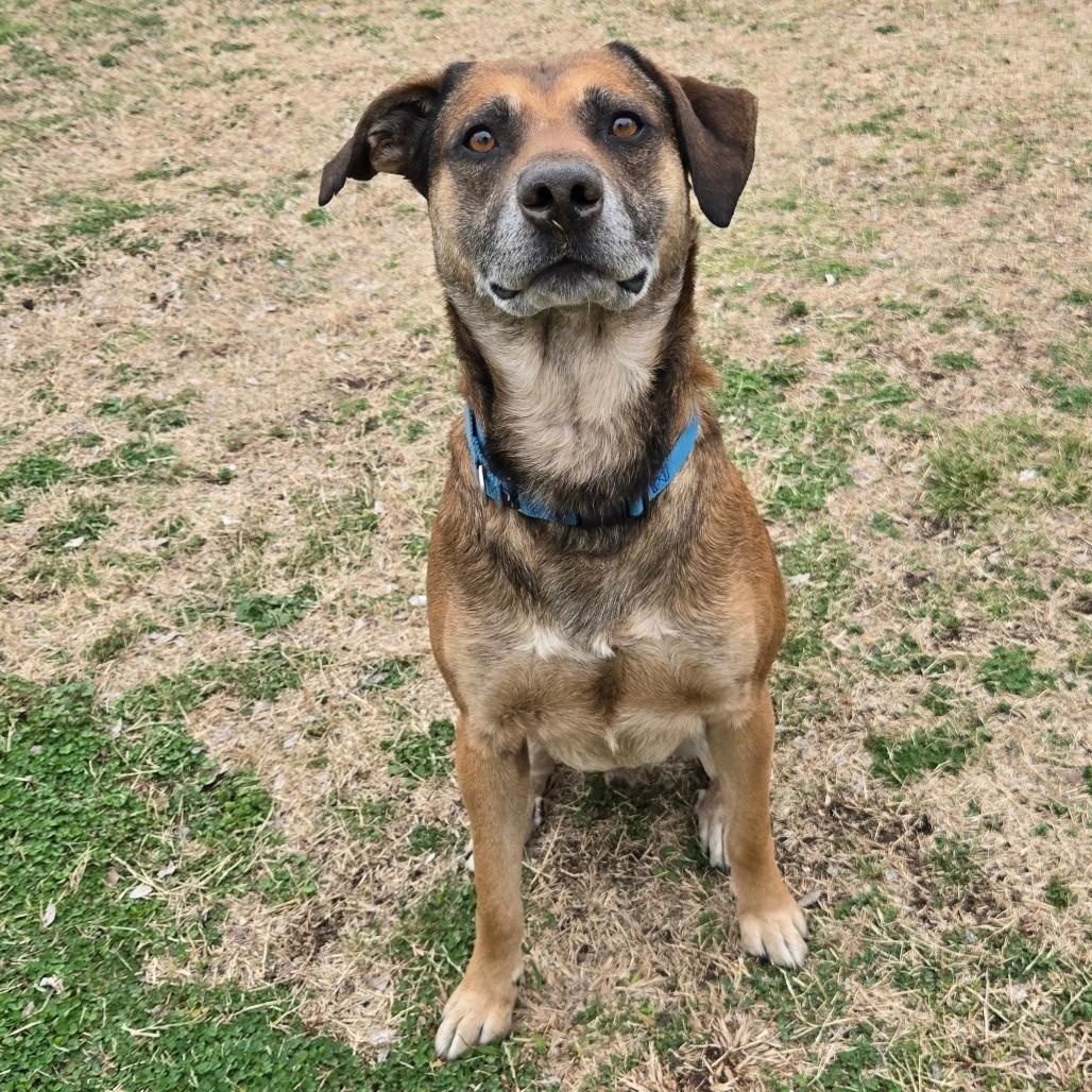 Enlarge Humfrey, a Adoptable mixed breed in Tulsa, OK image 6/6