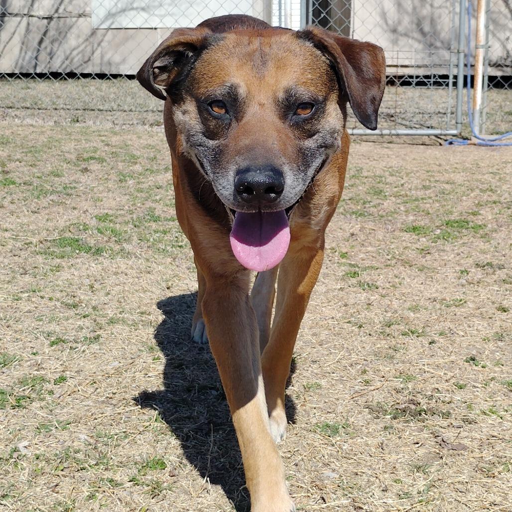 Enlarge Humfrey, a Adoptable mixed breed in Tulsa, OK image 6/6