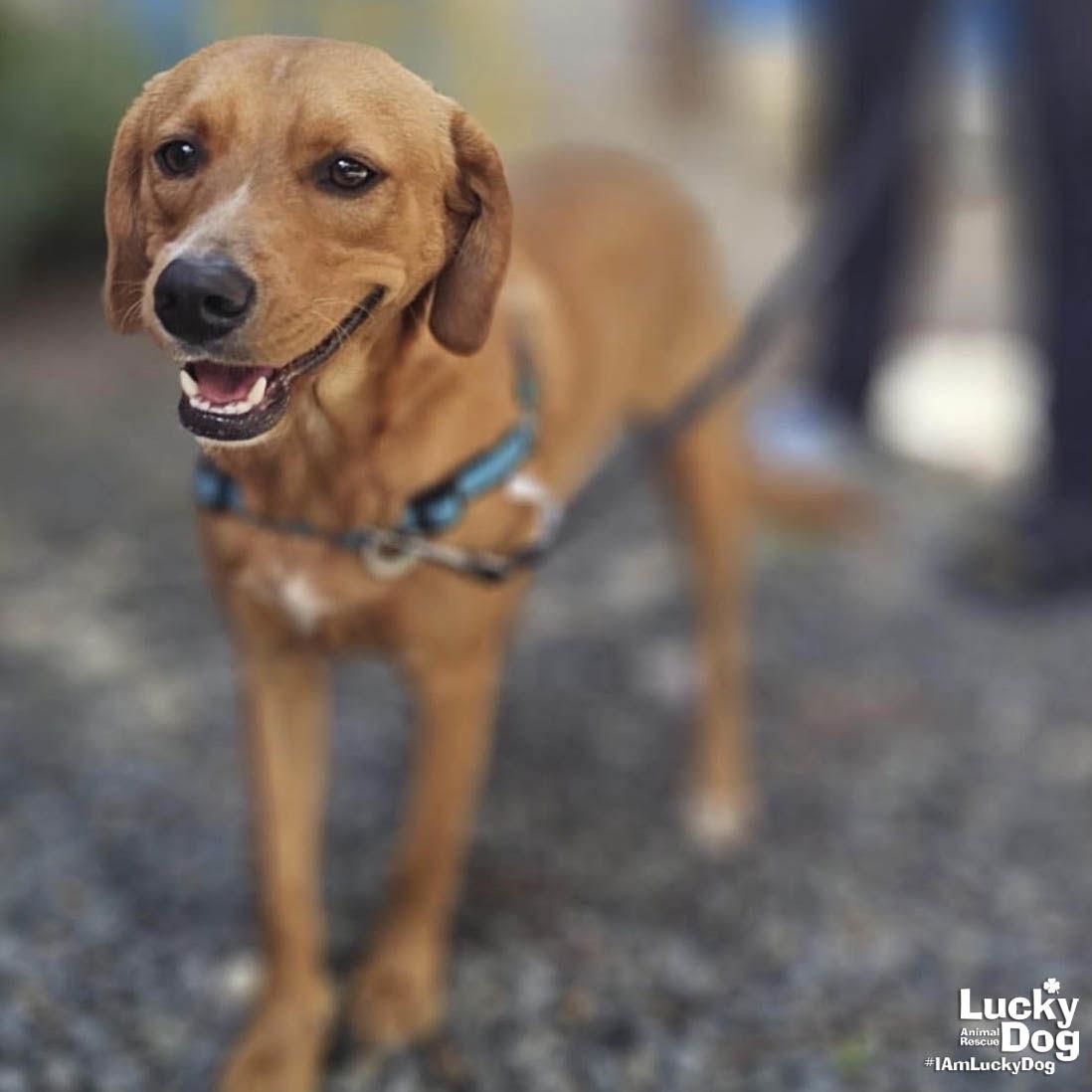 Enlarge Jobo, a Adopted Labrador Retriever in Washington, DC image 1/3