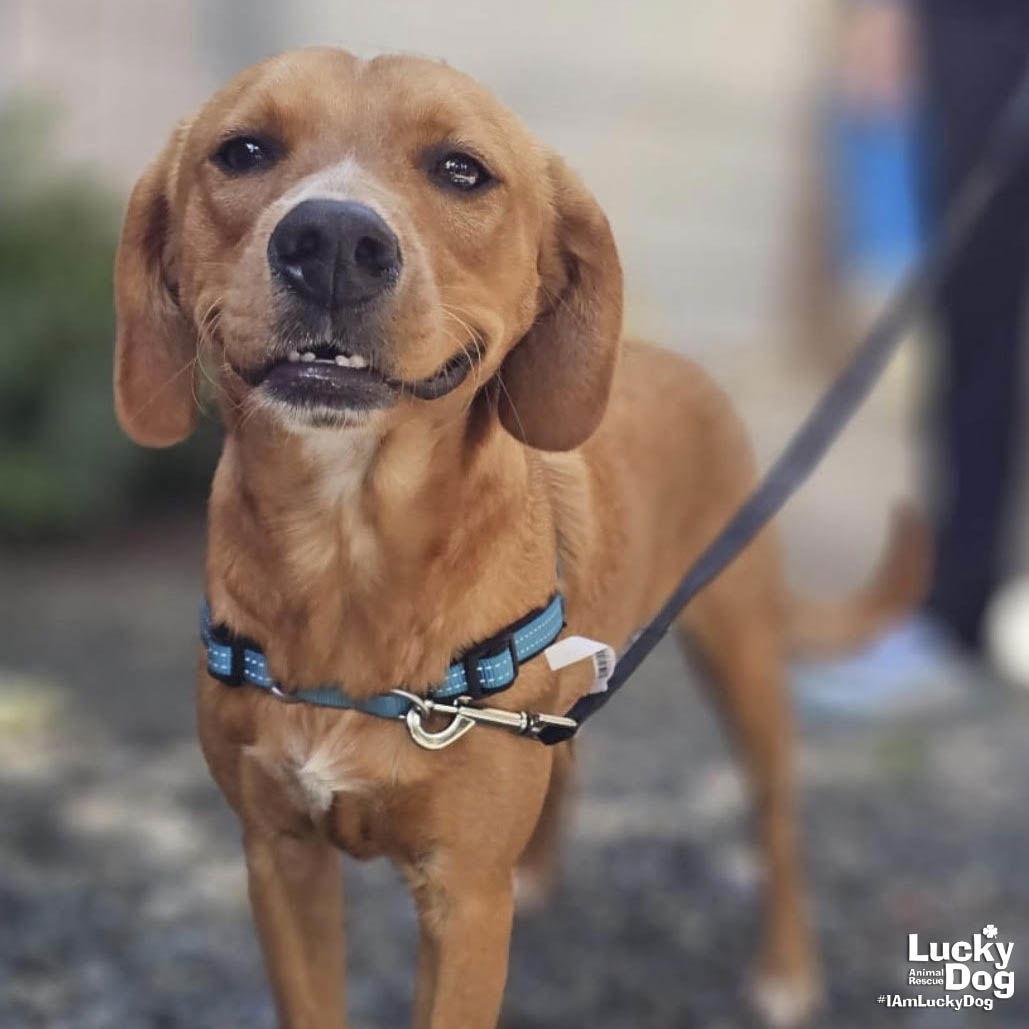 Enlarge Jobo, a Adopted Labrador Retriever in Washington, DC image 2/3