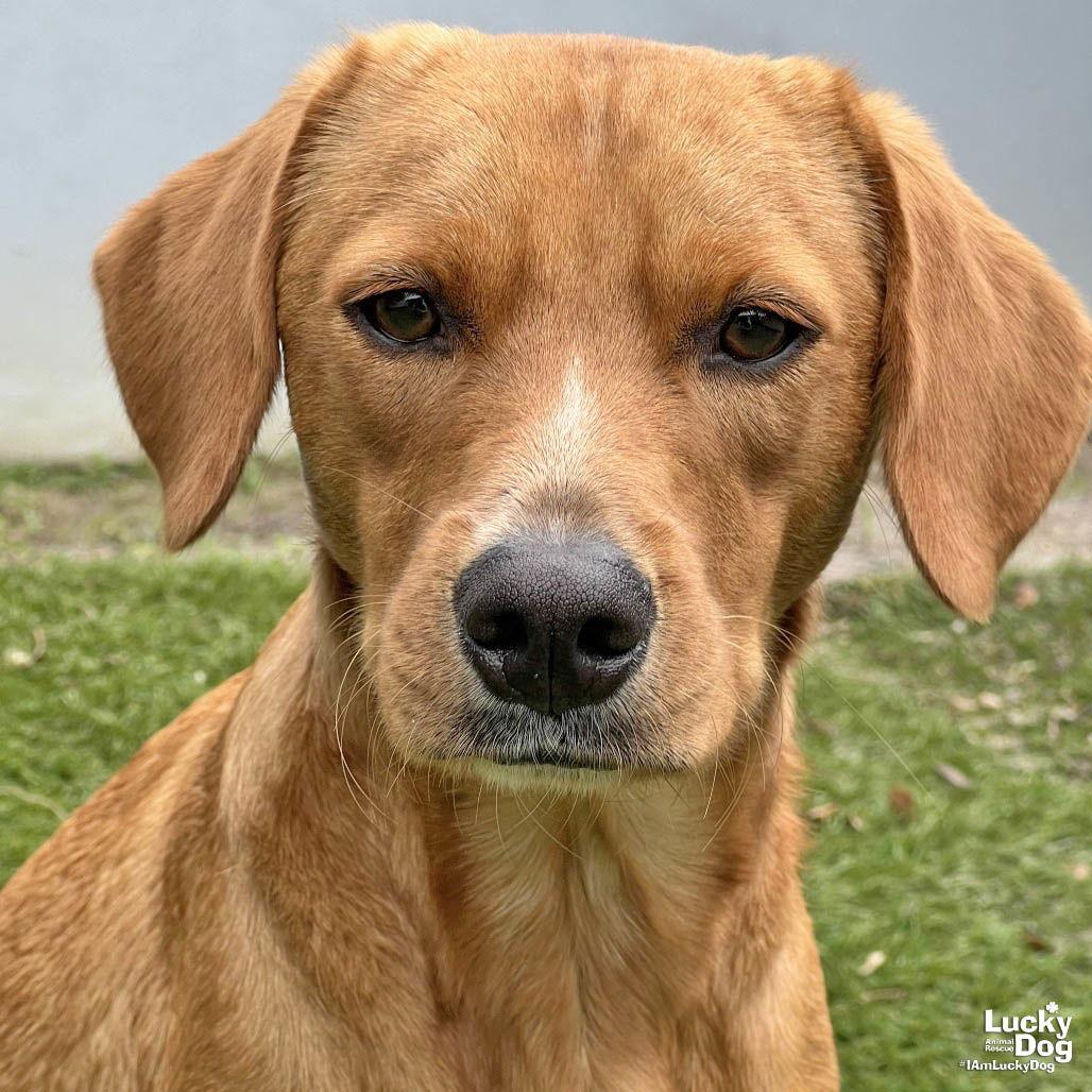 Enlarge Jobo, a Adopted Labrador Retriever in Washington, DC image 3/3