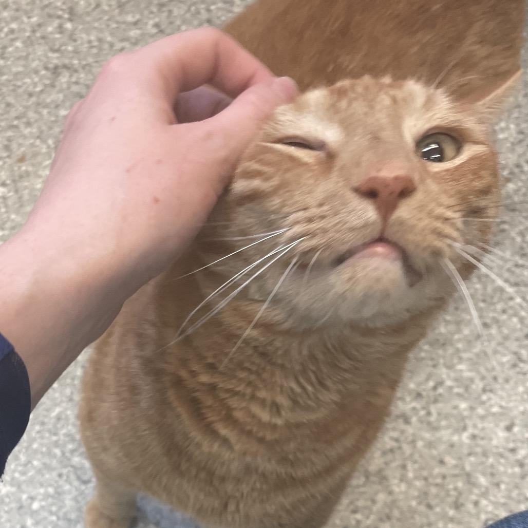 Peanut, Adoptable, Adult Male Domestic Short Hair.