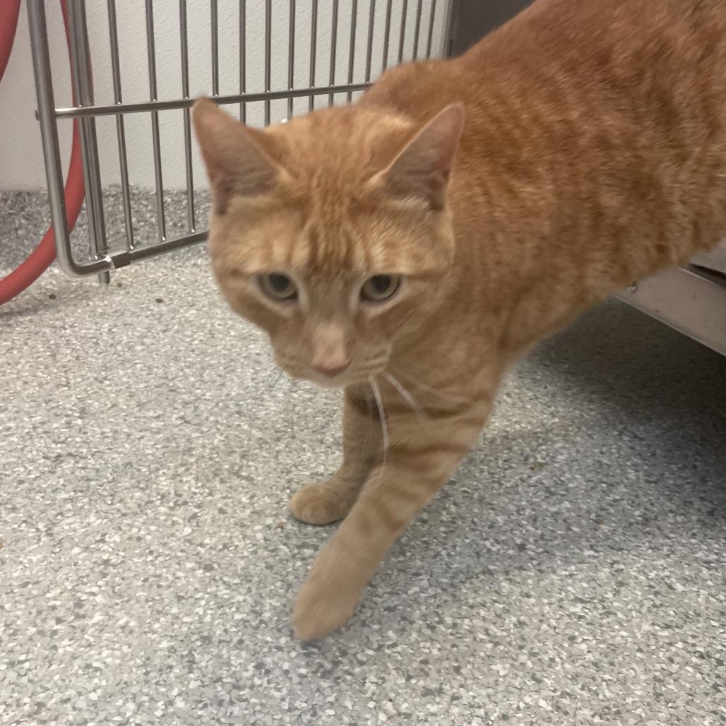 Peanut, a Adoptable Domestic Short Hair in Enfield, NH image 2/3