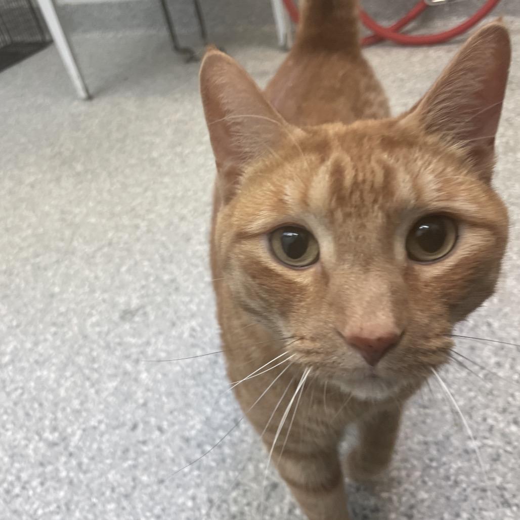 Peanut, a Adoptable Domestic Short Hair in Enfield, NH image 3/3