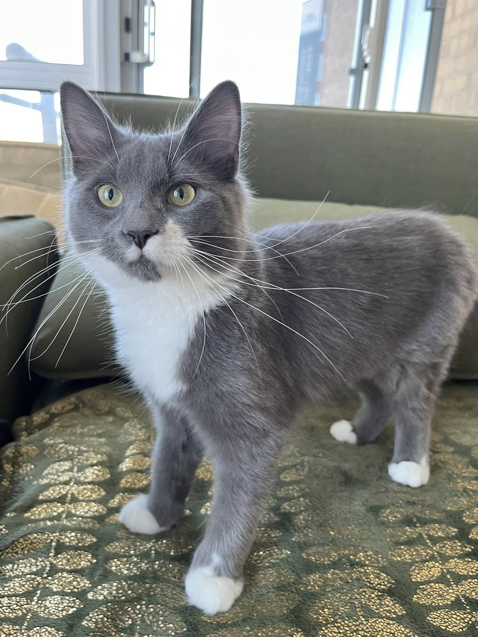 Mars, Adopted, Young Female Domestic Long Hair.