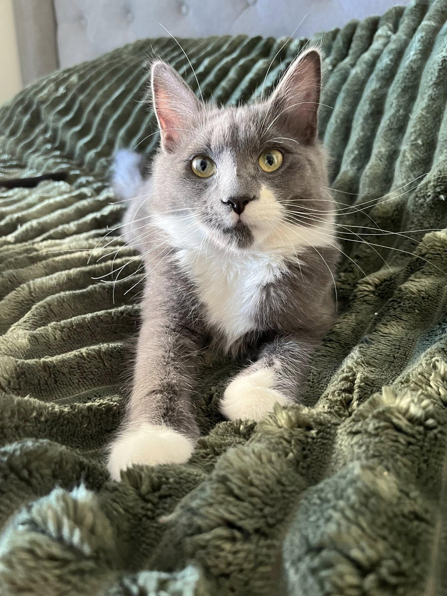 Enlarge Mars, a Adopted Domestic Long Hair in Orleans, ON image 2/2