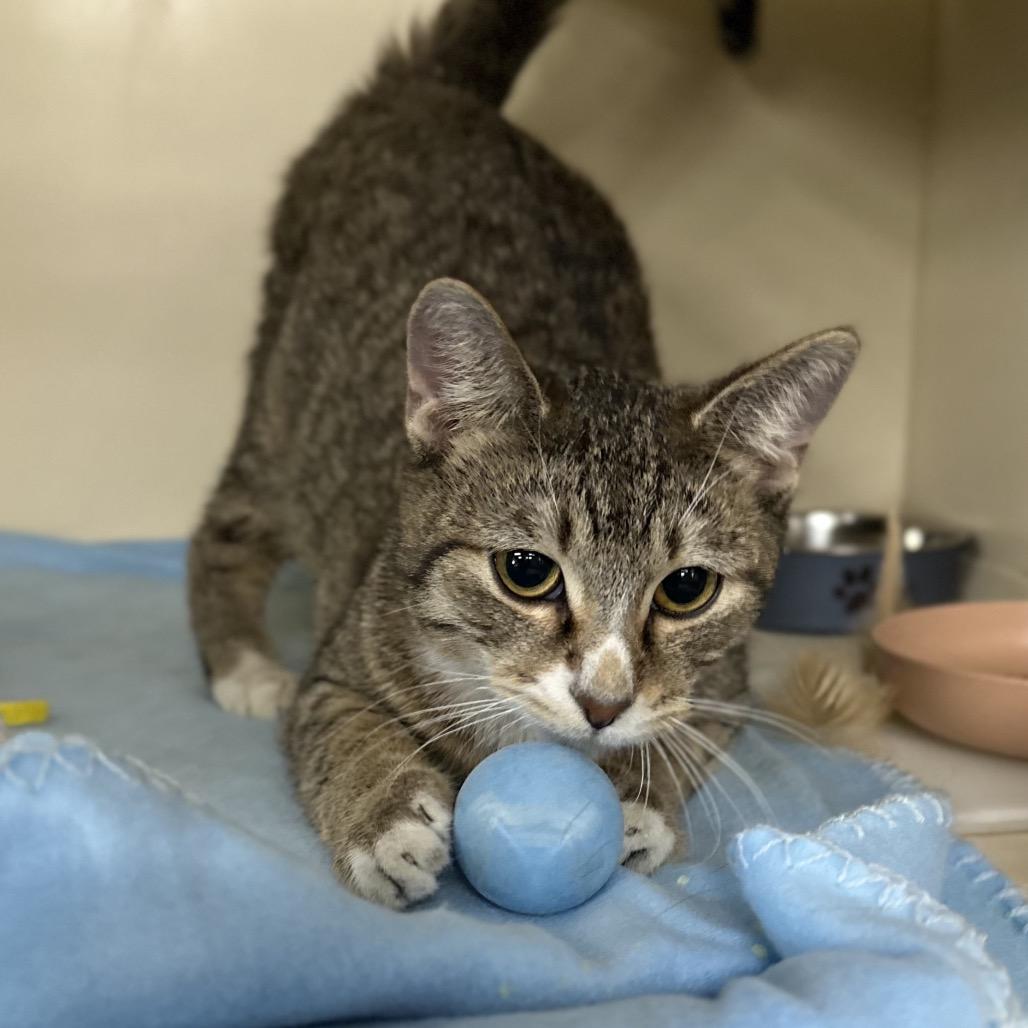 Kismet, Adoptable, Young Male Domestic Short Hair.