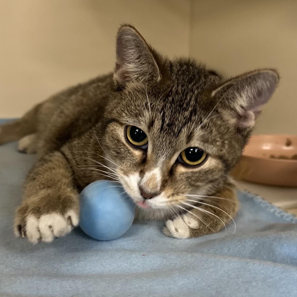 Enlarge Kismet, a Adoptable Domestic Short Hair in Hinsdale, IL image 2/4