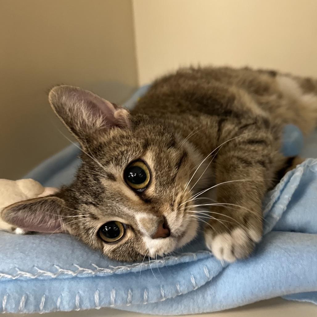 Enlarge Kismet, a Adoptable Domestic Short Hair in Hinsdale, IL image 3/4